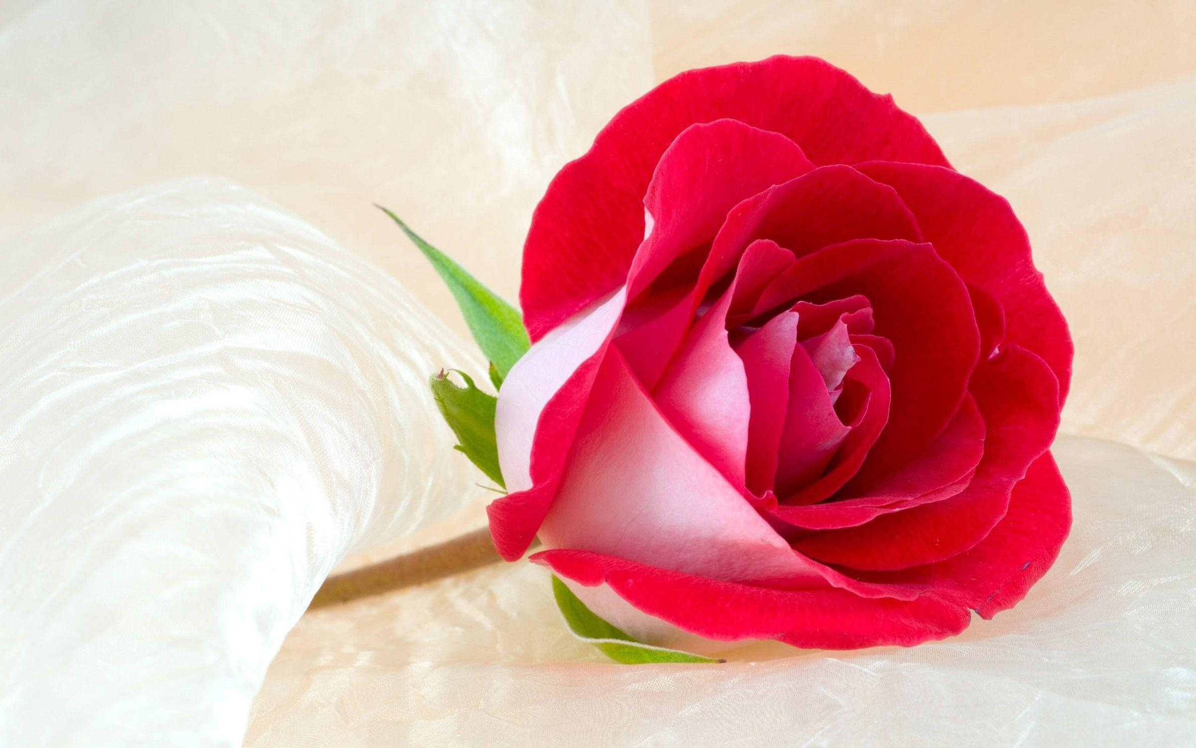 beautiful rose HD 桌布 壁紙 — 一朵鮮紅色的玫瑰，帶有白色基部花瓣，優雅地躺在柔軟的白色紋理表面上，背景是溫暖的米色。