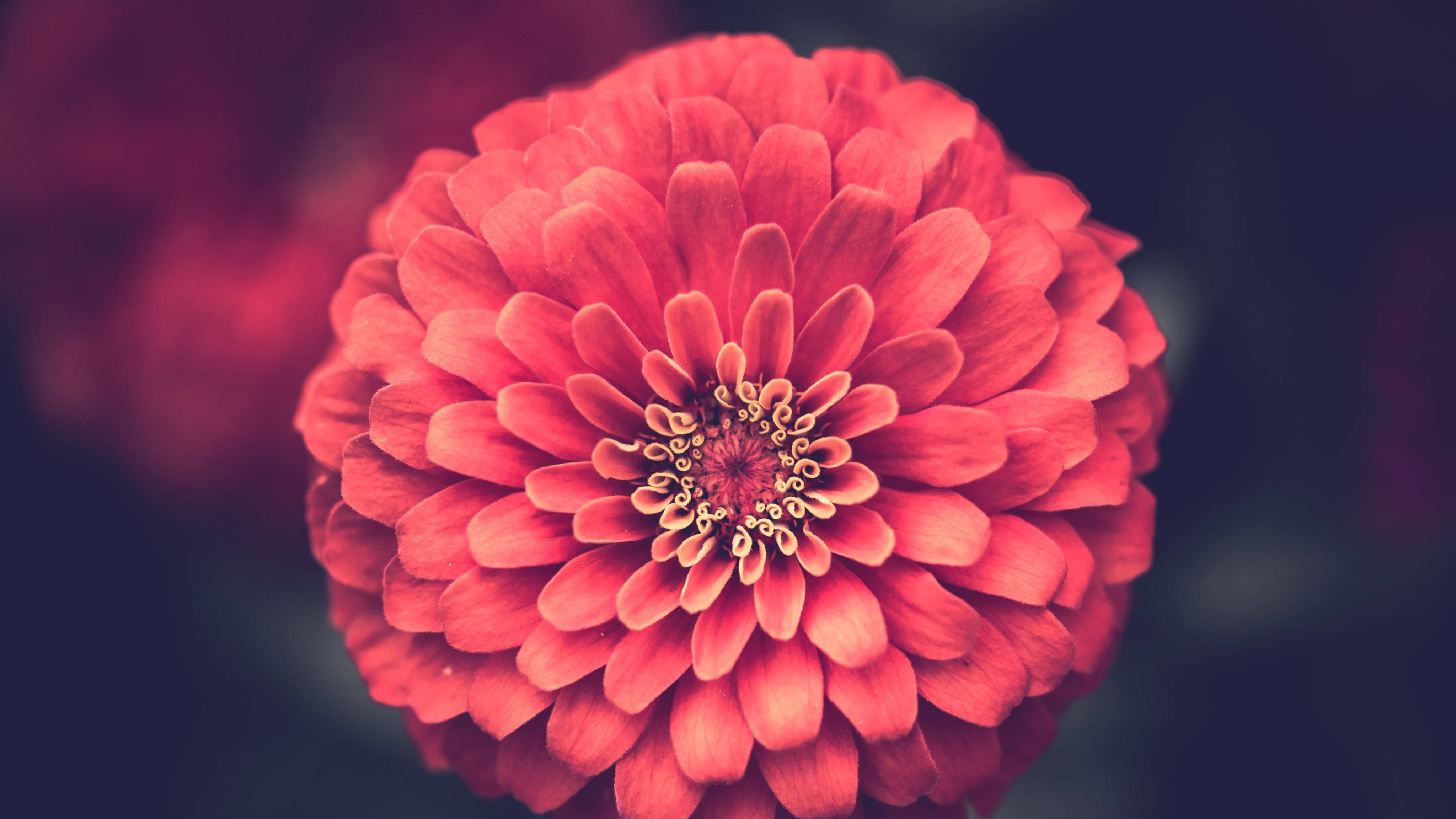 Full 4K 桌布 壁紙 — 一朵鮮紅色的百日菊，焦點清晰，花瓣柔和模糊，背景深色。