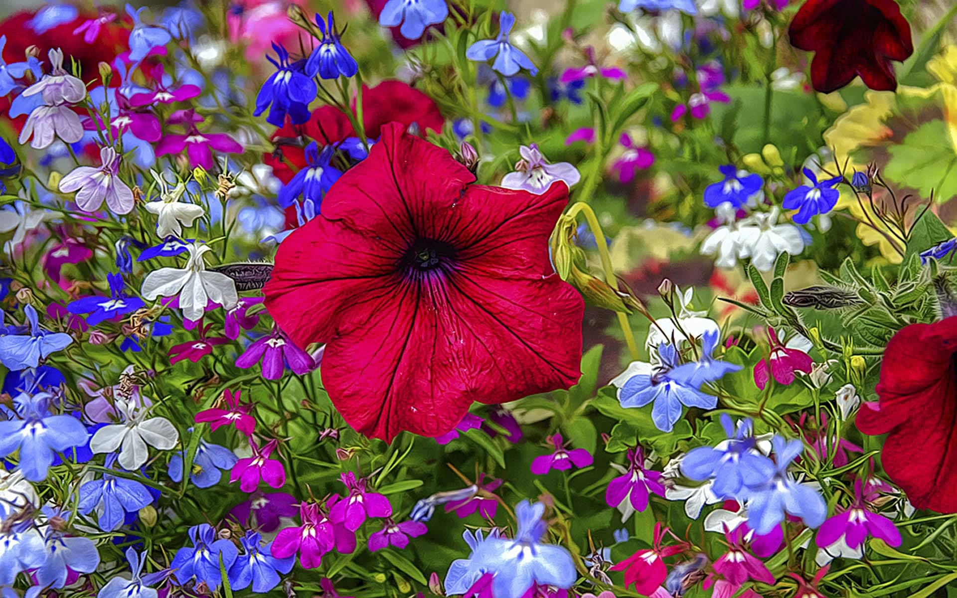 tumblr 花朵 桌布 壁紙 — 一朵鮮紅色的矮牽牛花在茂盛花園中，在藍色、白色和紫色花朵的繽紛組合中盛開，格外引人注目。