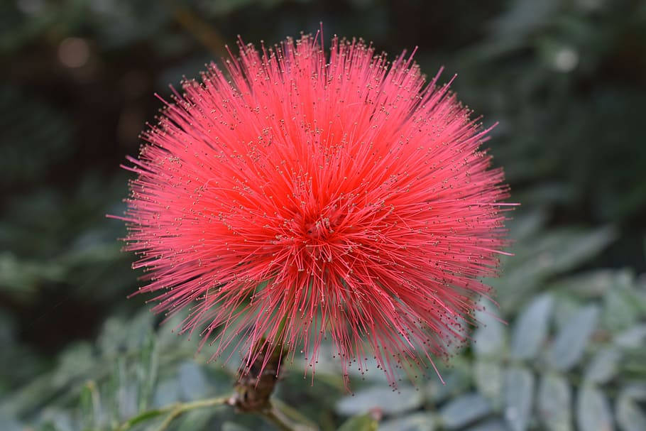 mimosa 桌布 壁紙 — 一朵鮮紅色的粉撲花盛開，帶有細膩的花絲，背景是柔和的綠色葉子。