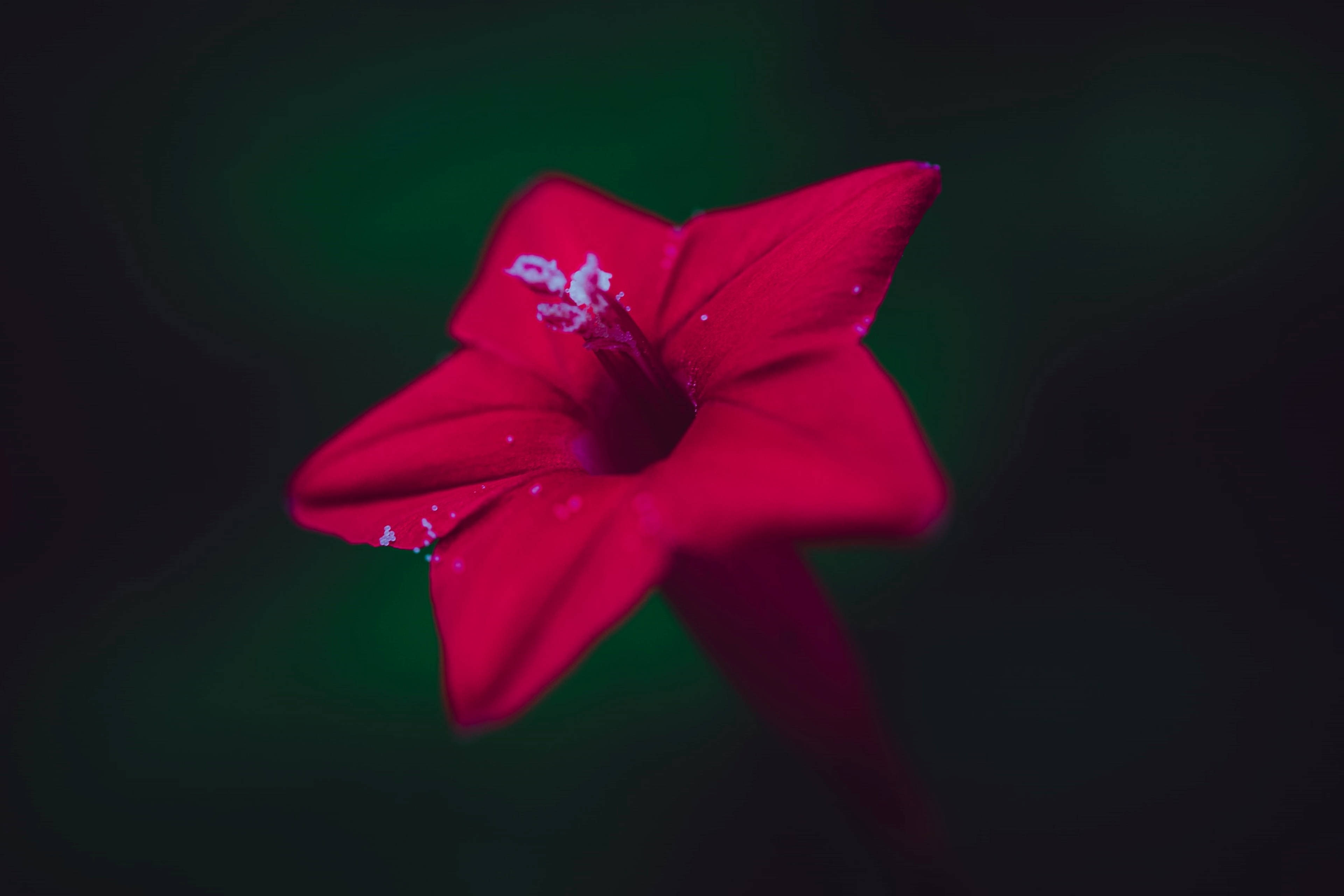 Red Star 桌布 壁紙 — 一朵鮮紅色的花帶有白色斑點，在深綠色漸變背景上綻放。