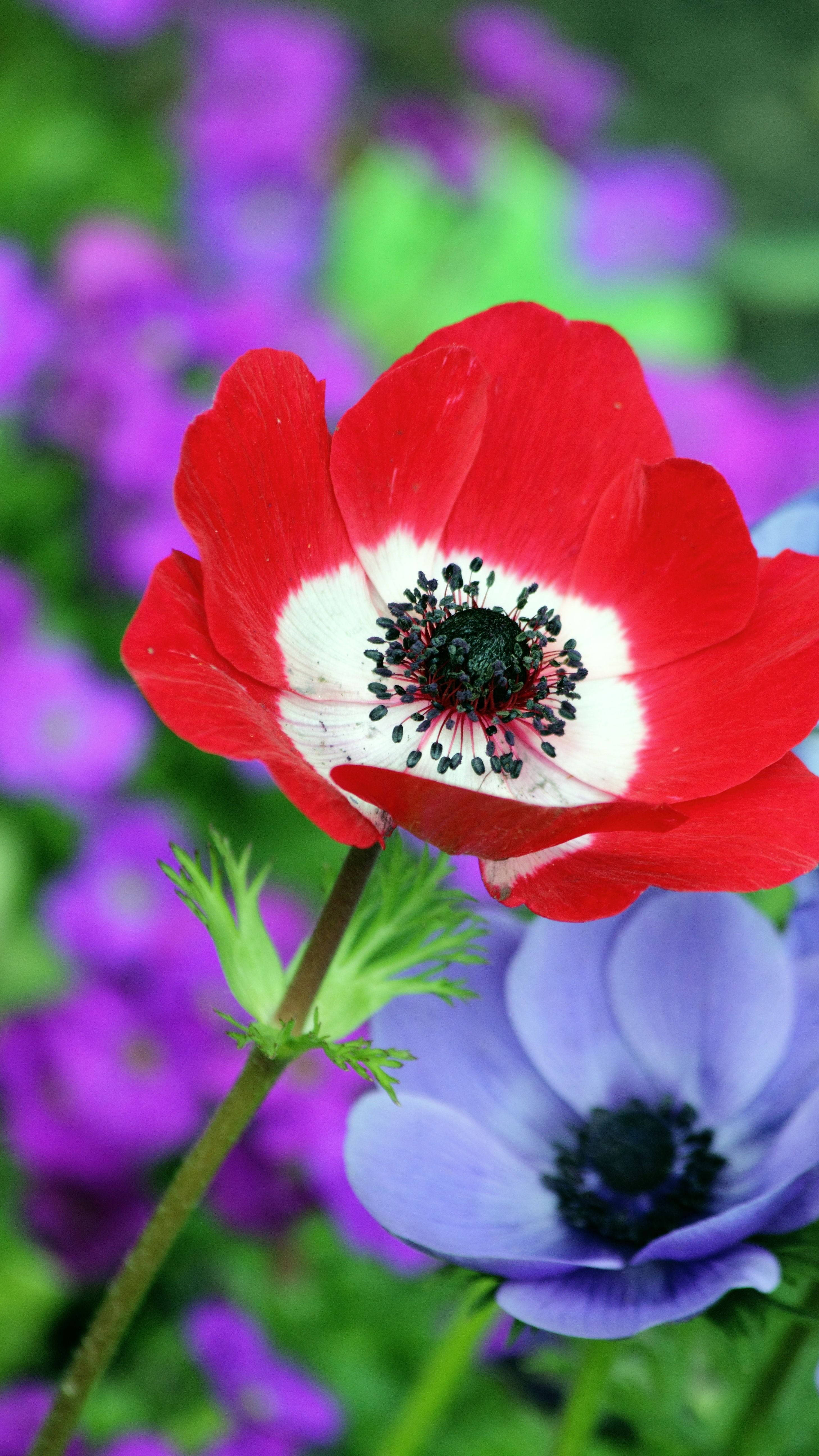 Flowers 桌布 壁紙 — 一朵鮮紅色的銀蓮花，白色中心，黑色雄蕊，在柔和的紫色和綠色花卉背景上清晰綻放。