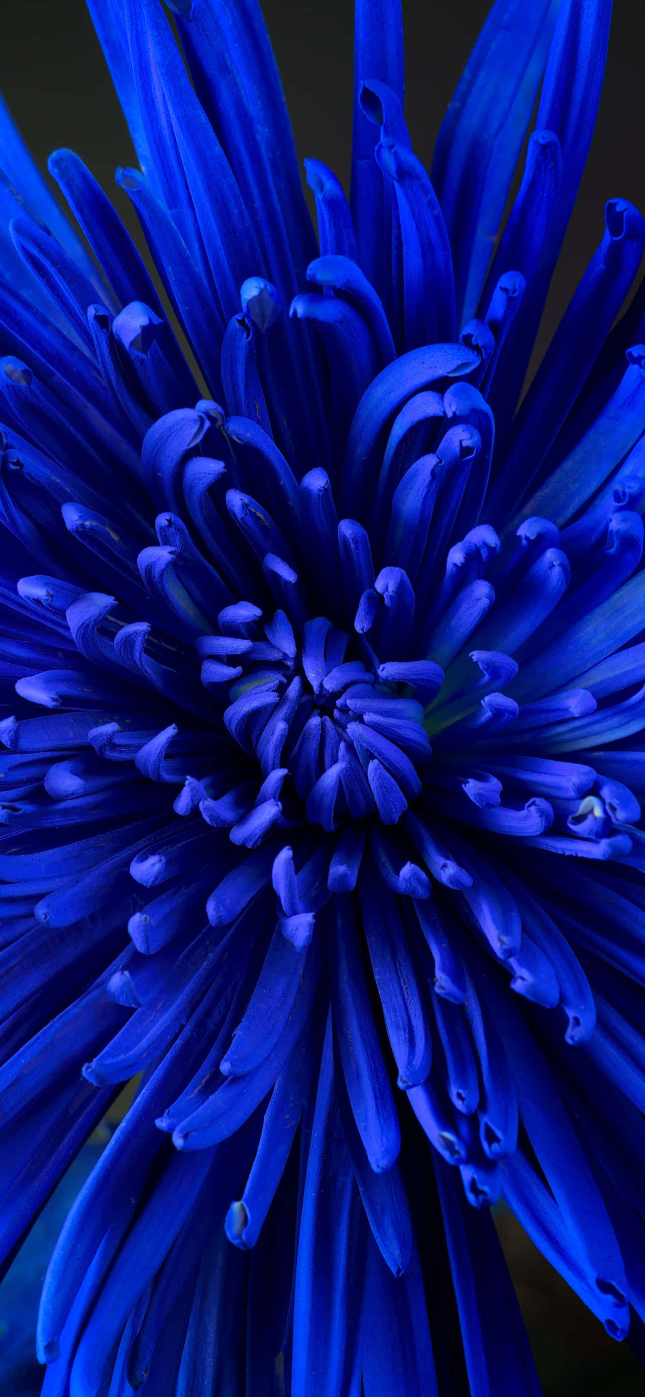 Blue Flower 桌布 壁紙 — 一朵鮮藍色菊花的特寫，複雜的花瓣從密集的中心向黑暗背景輻射。
