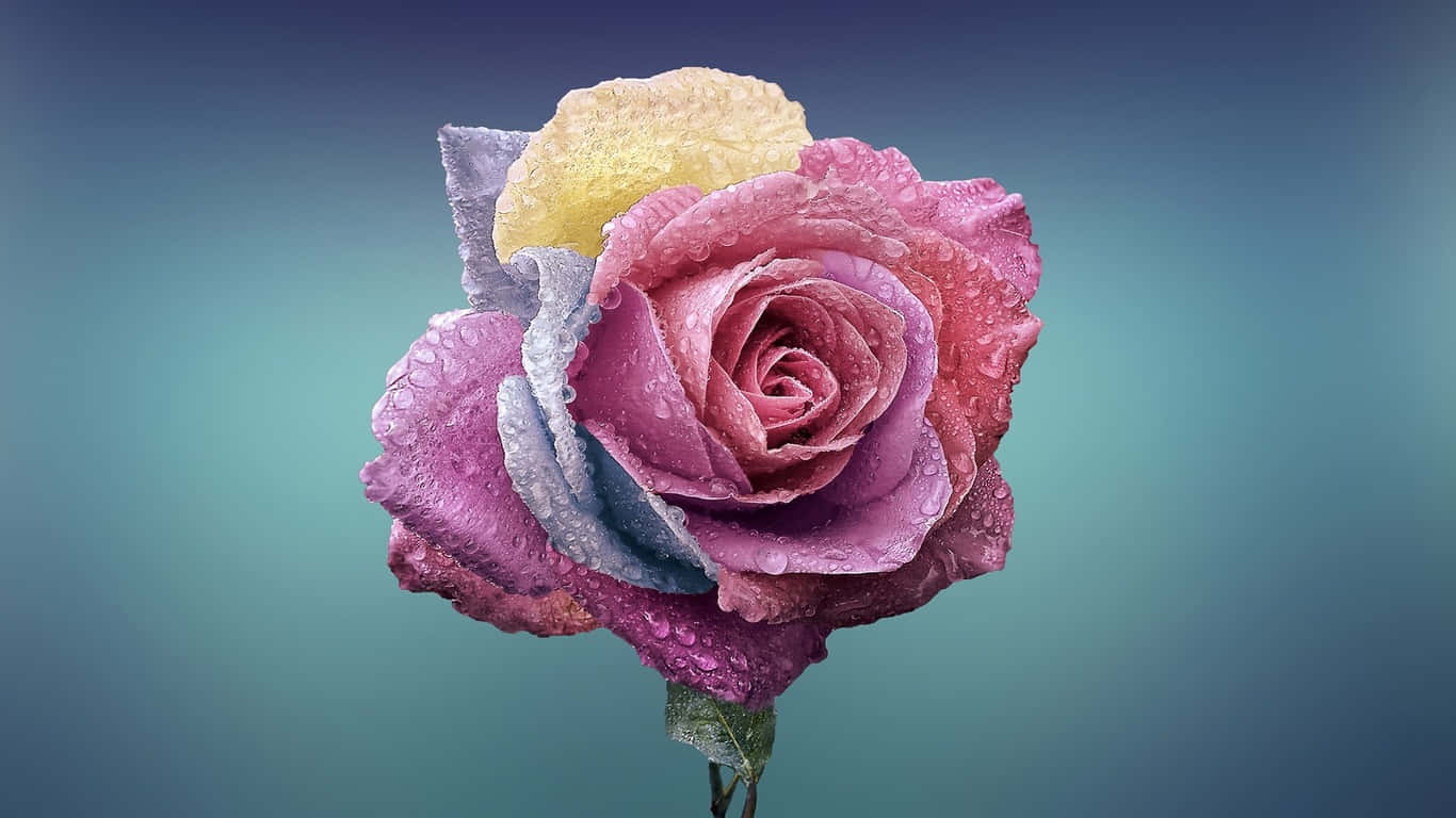 Rose Flower 桌布 壁紙 — 一朵鮮豔多彩的玫瑰，帶有露珠，在柔和的青綠色漸變背景上閃閃發光。