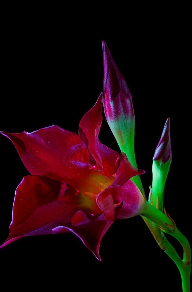 Burgundy Flower 桌布 壁紙 — 一朵鮮豔照亮的深紅色花朵在純黑背景上綻放，帶有發光的綠色莖和未開放的花蕾。