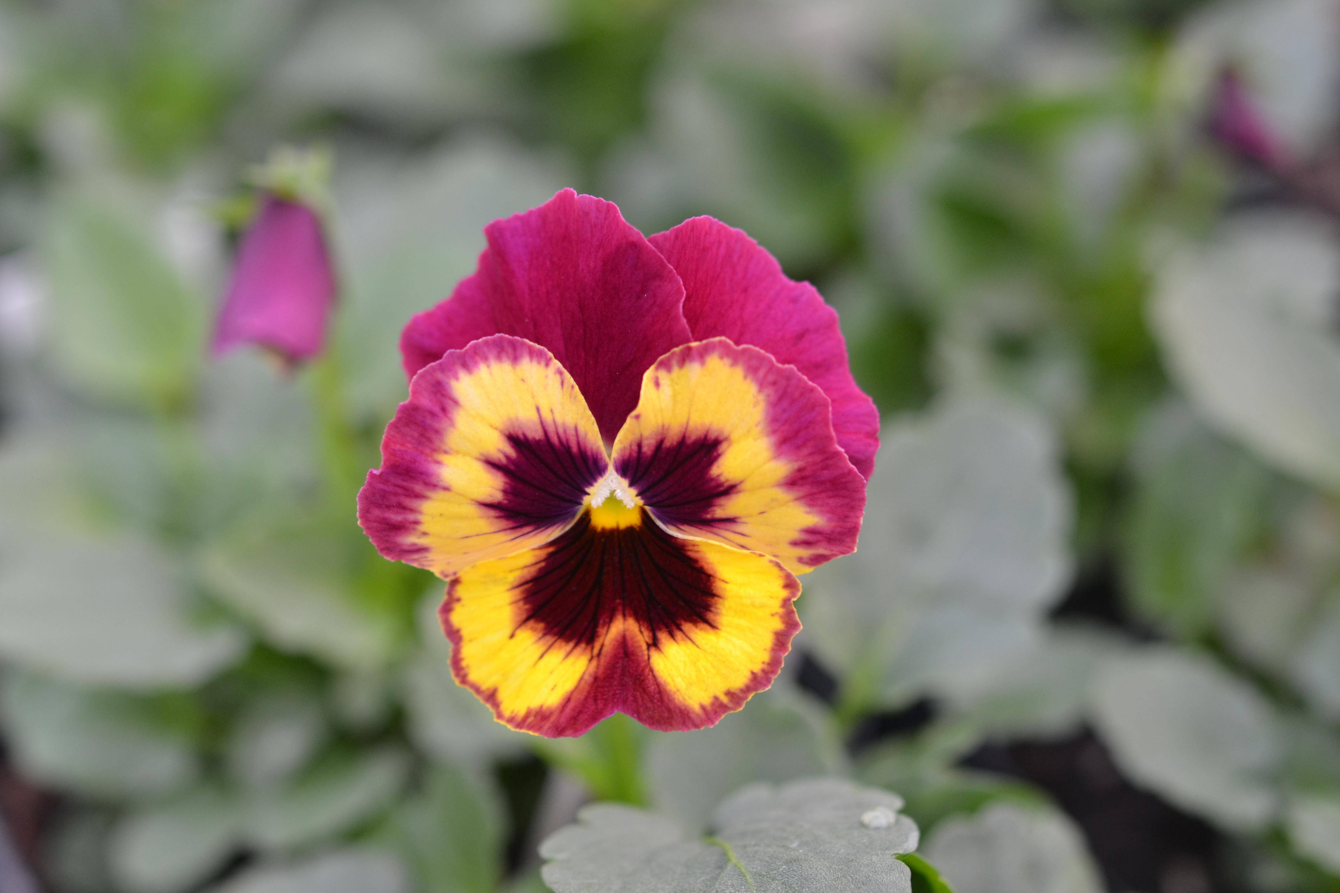 Pansy 桌布 壁紙 — 一朵鮮豔的三色堇，帶有洋紅色花瓣和醒目的黃色中心，在柔和的綠色葉子背景下盛開。