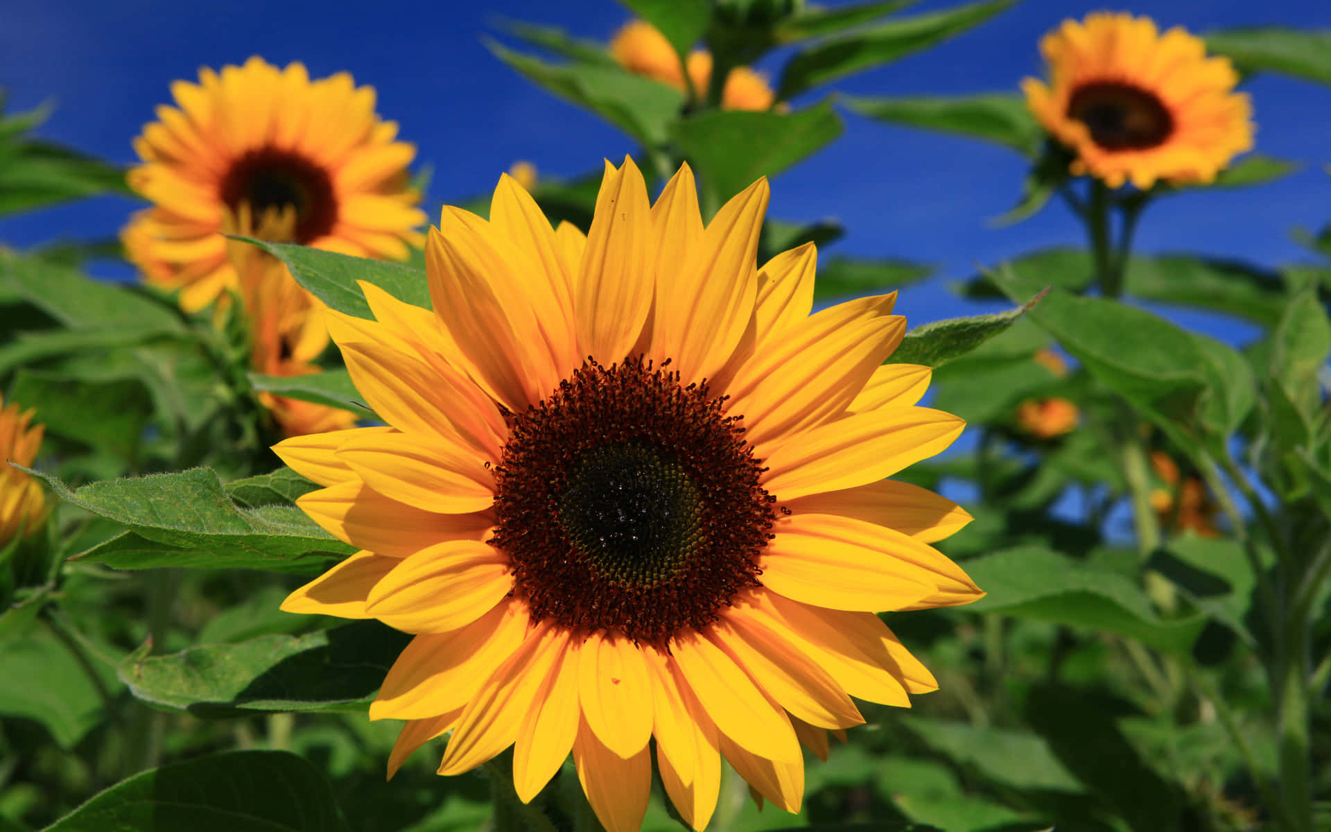 Sunflowers 桌布 壁紙 — 一朵鮮豔的向日葵，擁有明亮的黃色花瓣和深色花心，在清澈的藍天和綠葉襯托下盛開。