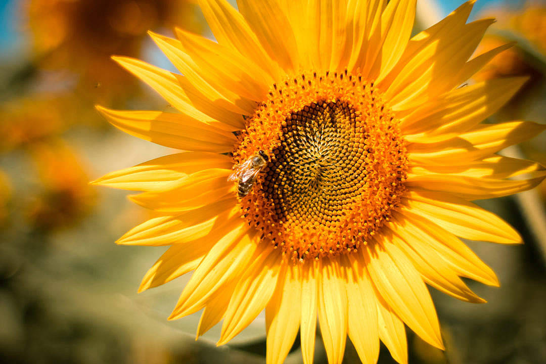Sunflower Aesthetic 桌布 壁紙 — 一朵鮮豔的向日葵，有一隻蜜蜂在明亮的陽光下採集花蜜，背景模糊。