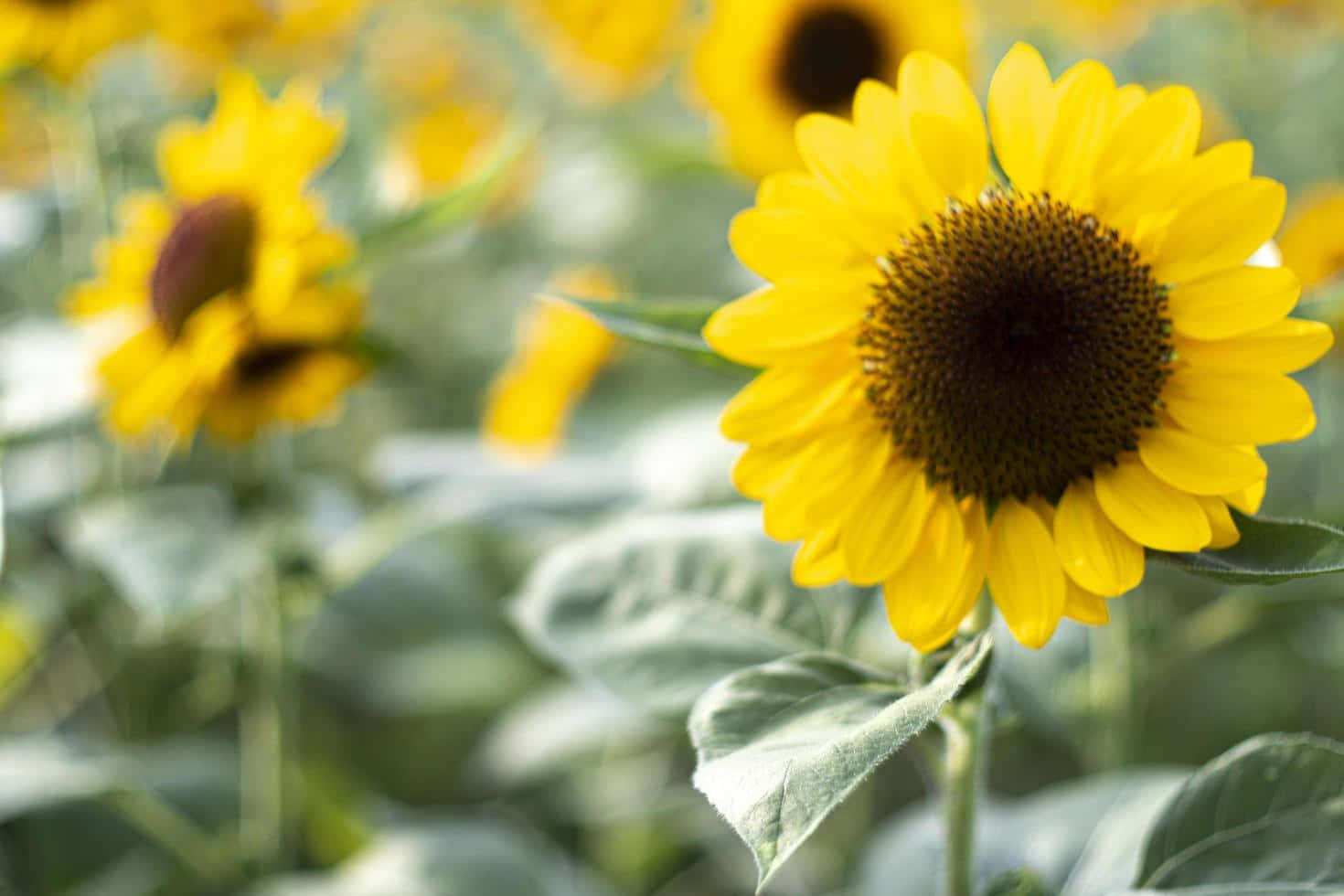 Aesthetic Sunflower 桌布 壁紙 — 一朵鮮豔的向日葵，焦點清晰，綠葉茂盛，背景是模糊的黃色花朵。
