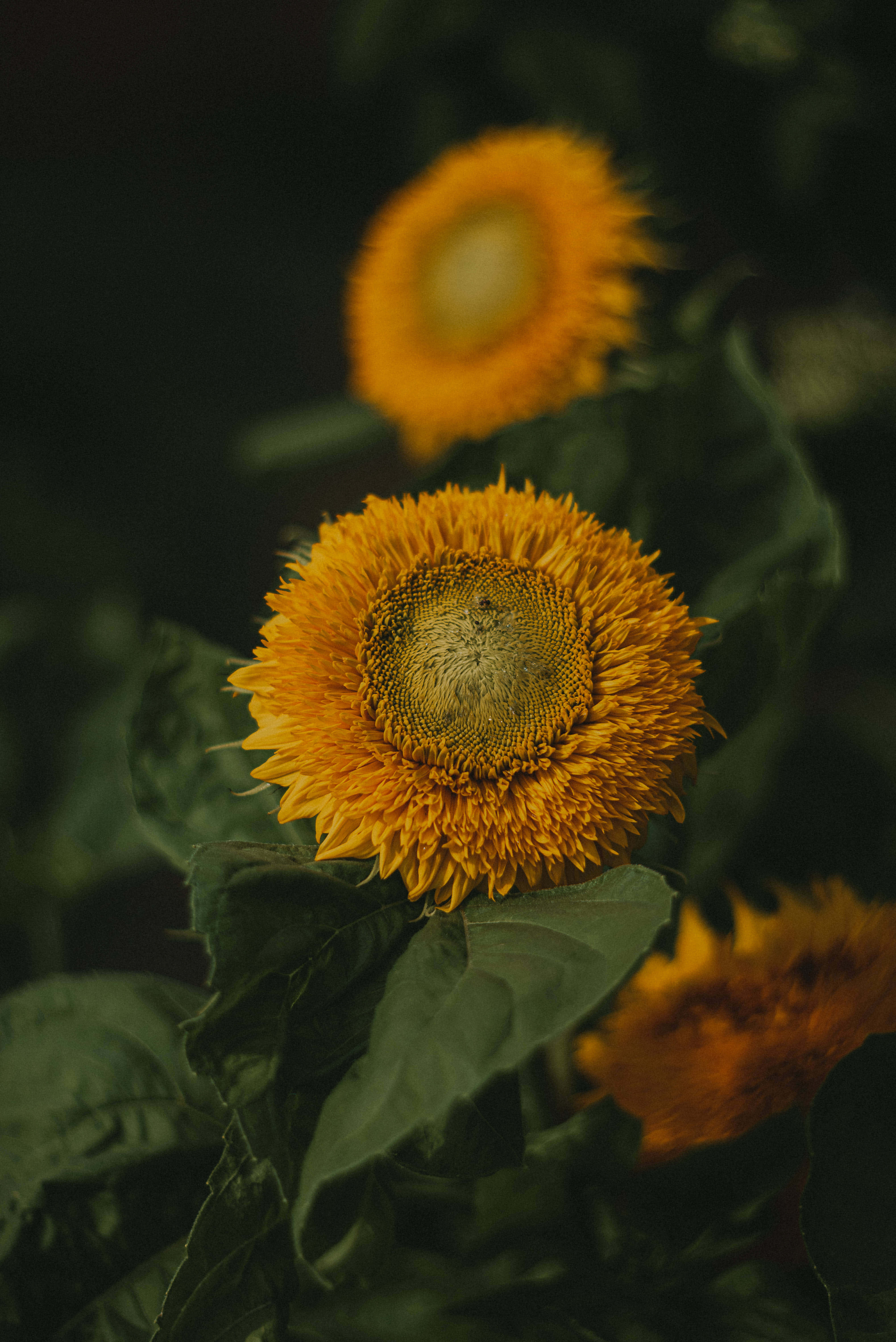 Sunflower Aesthetic iPhone 桌布 壁紙 — 一朵鮮豔的向日葵，焦點清晰，金色花瓣和紋理中心，在綠色葉子和其他向日葵的深色模糊背景下脫穎而出。