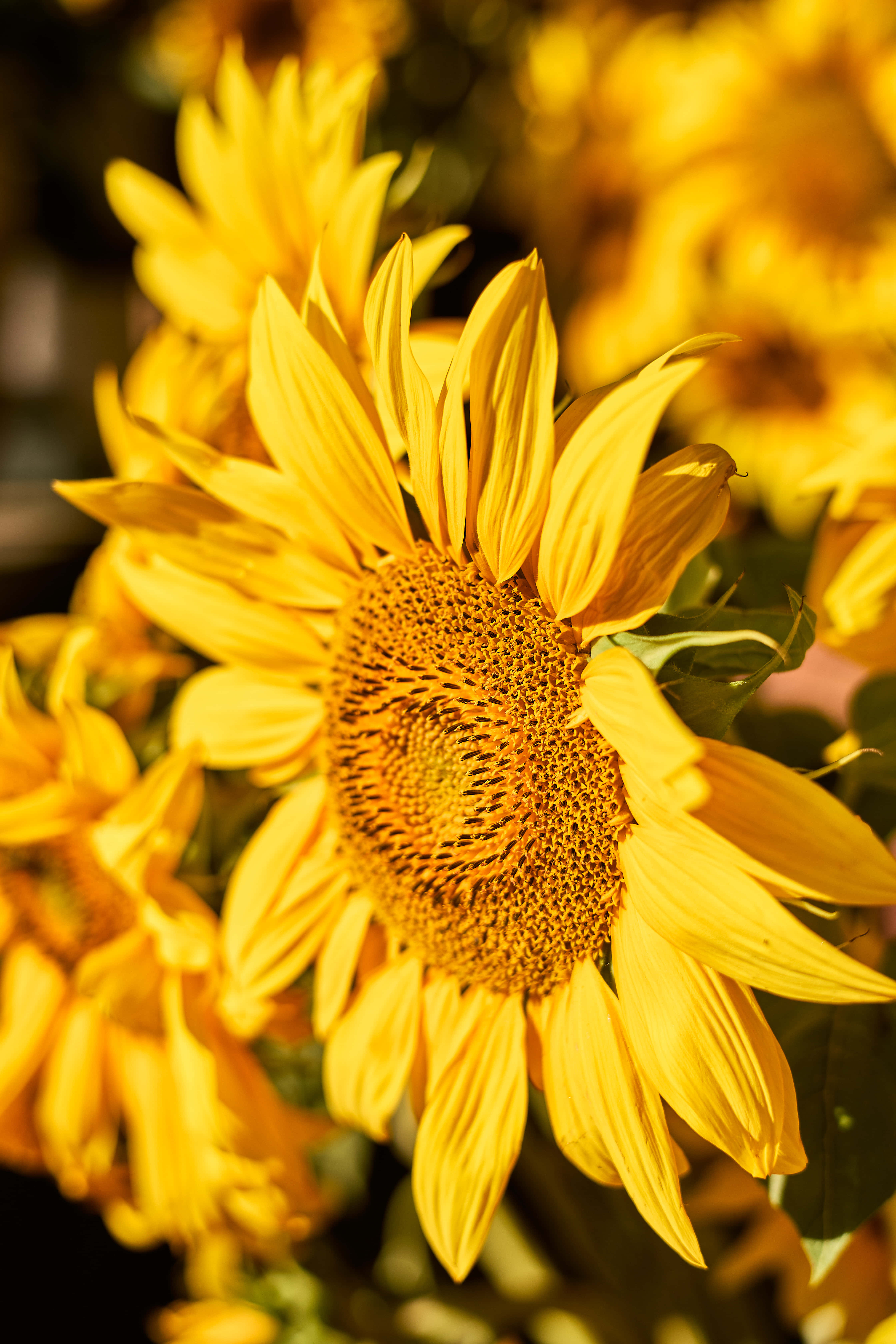 Sunflower Aesthetic iPhone 桌布 壁紙 — 一朵鮮豔的向日葵，焦點清晰，金色花瓣和細節豐富的花心，周圍是模糊的黃色花朵。