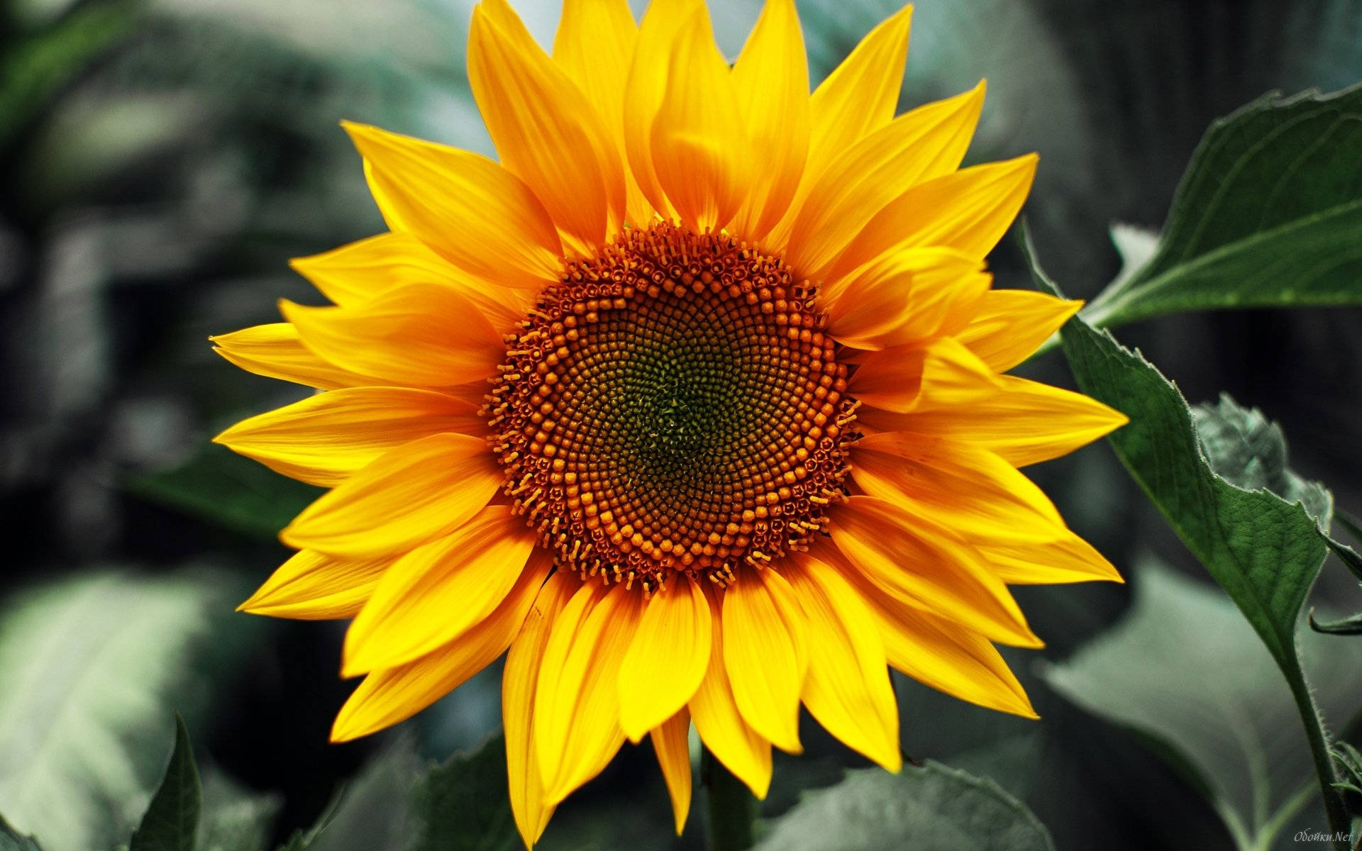 Sunflower Desktop 桌布 壁紙 — 一朵鮮豔的向日葵，金色花瓣和詳細的棕色中心，在柔和的模糊綠色背景上綻放。