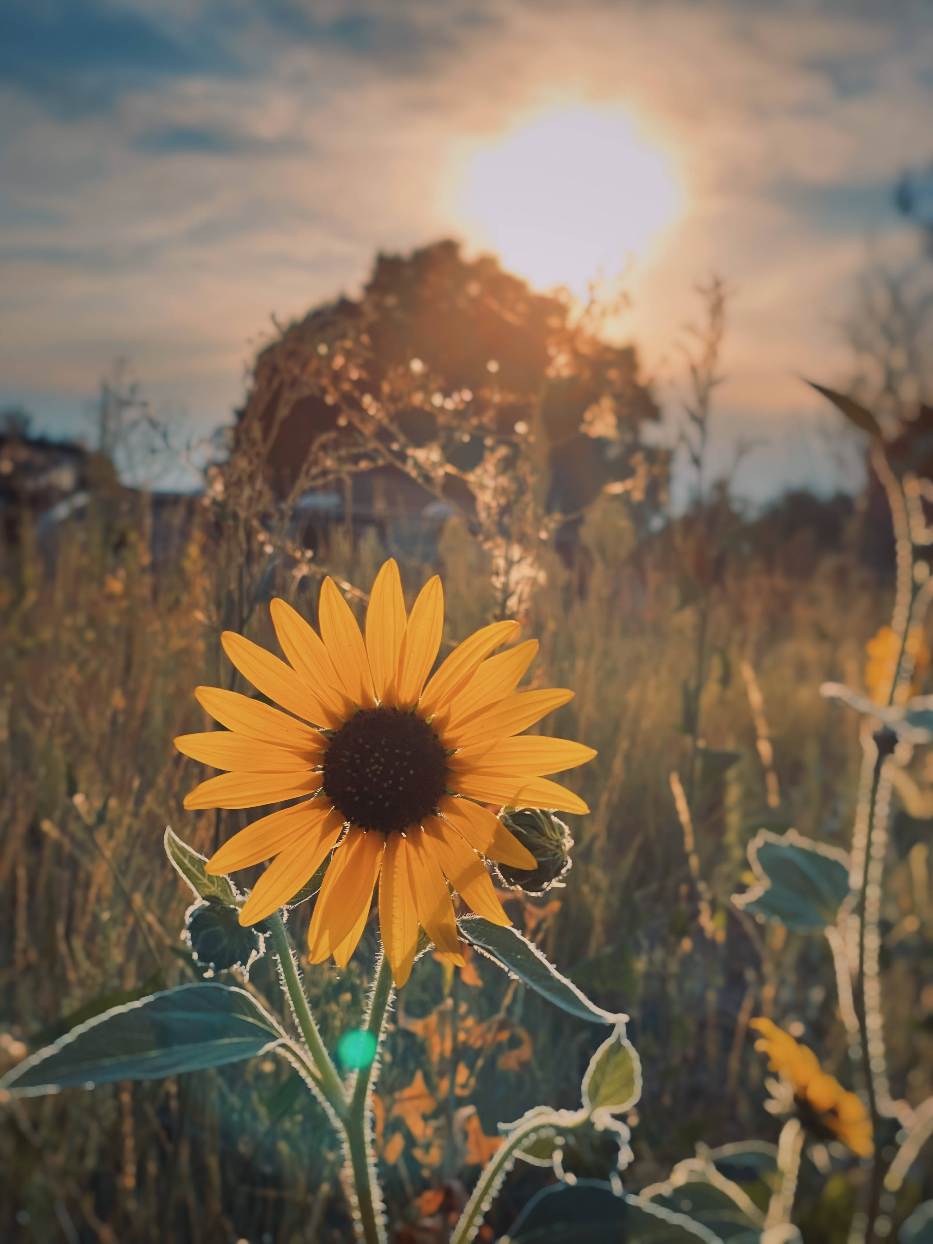 Sunflower Aesthetic 桌布 壁紙 — 一朵鮮豔的向日葵佇立在結霜的田野中，太陽在遠處的樹後溫暖地照耀著。