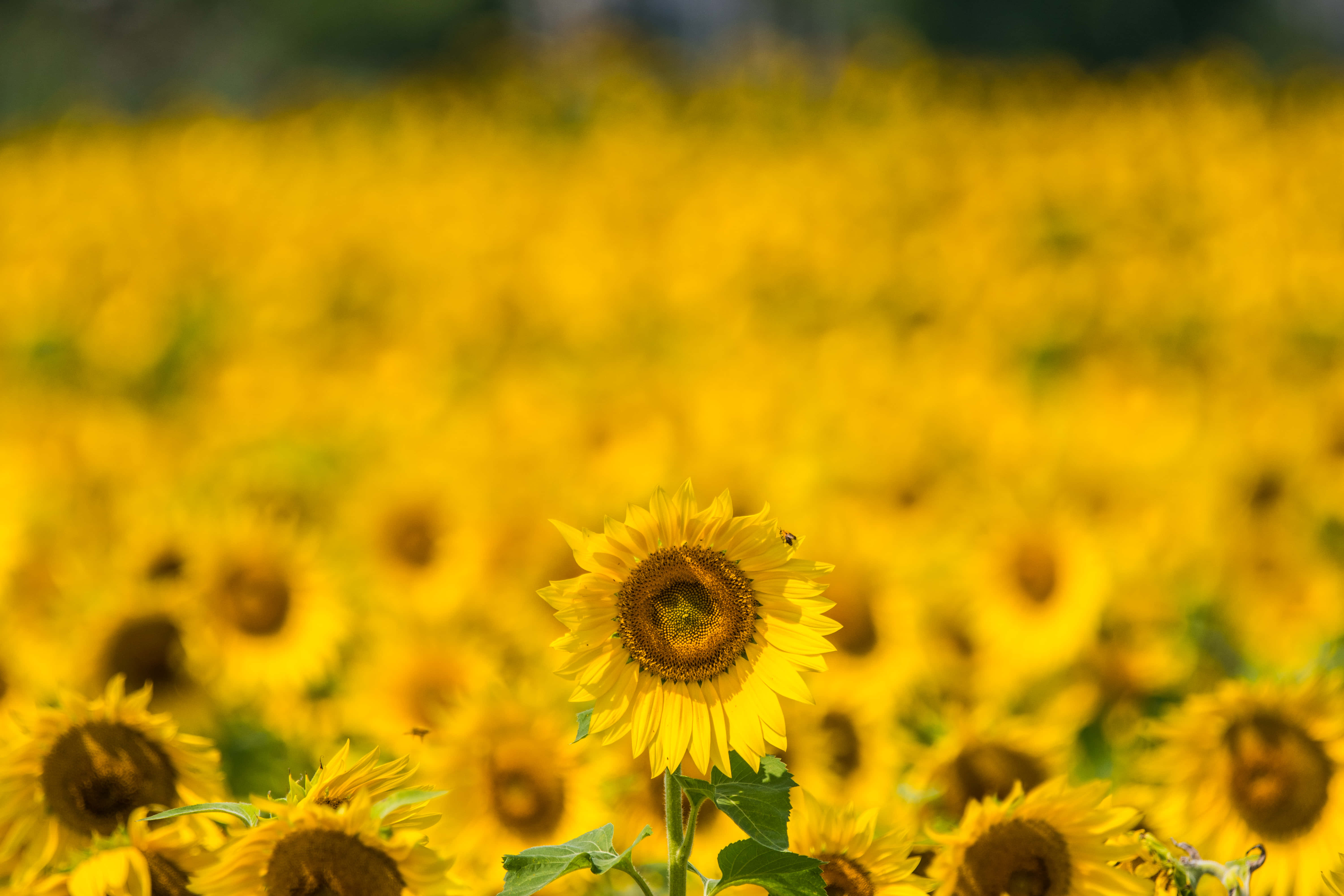 Sunflower Yellow 桌布 壁紙 — 一朵鮮豔的向日葵在明亮的日光下，在一片金黃模糊的無盡向日葵田中清晰對焦。