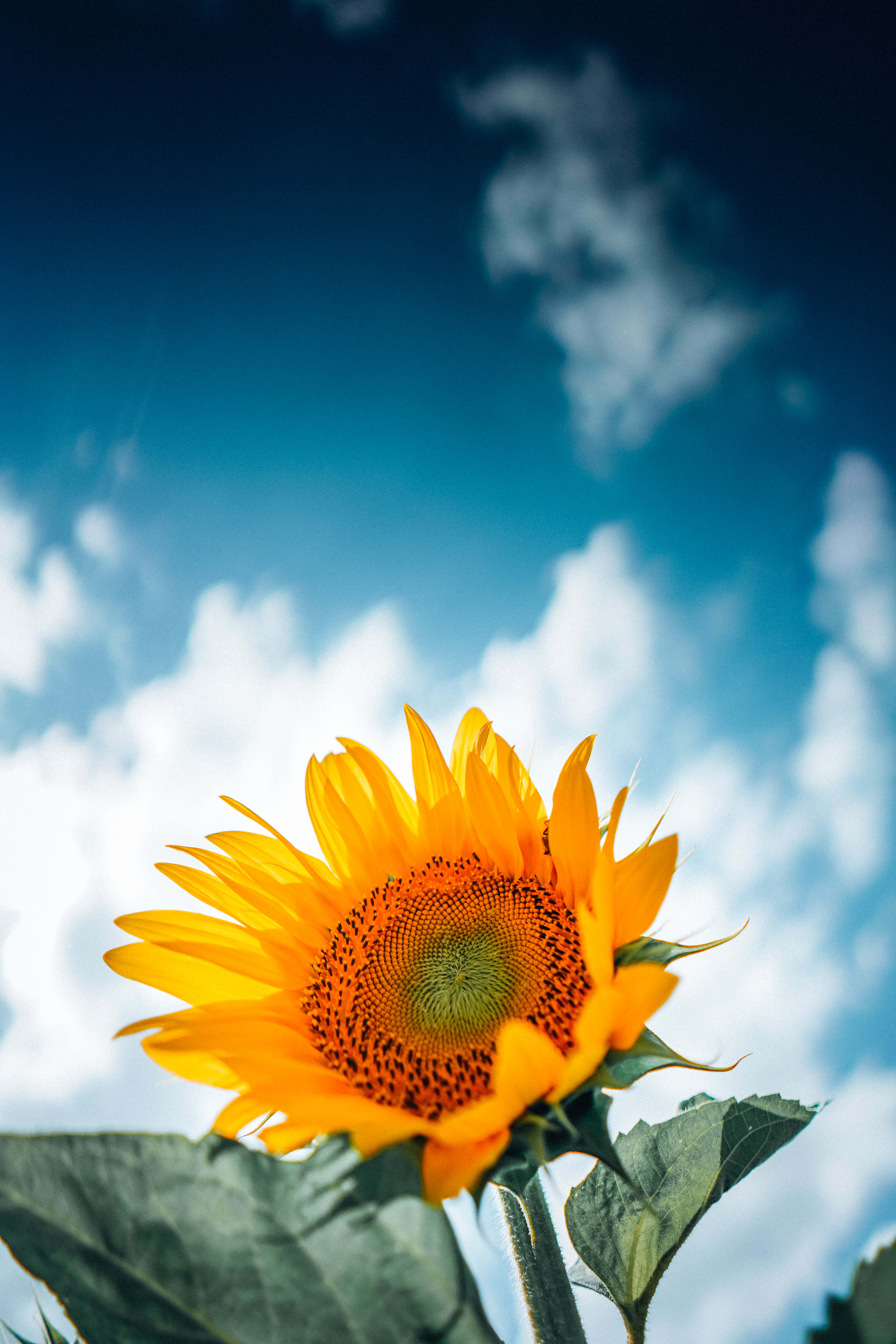 Sunflower Phone 桌布 壁紙 — 一朵鮮豔的向日葵在明亮的藍天和白雲中綻放。