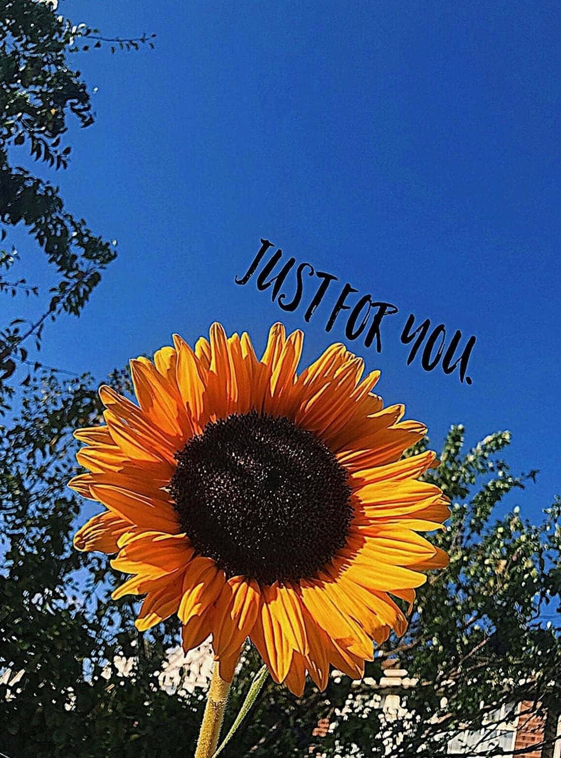 花 桌布 壁紙 — 一朵鮮豔的向日葵在晴朗的藍天下盛開，上方寫著just for you的文字。