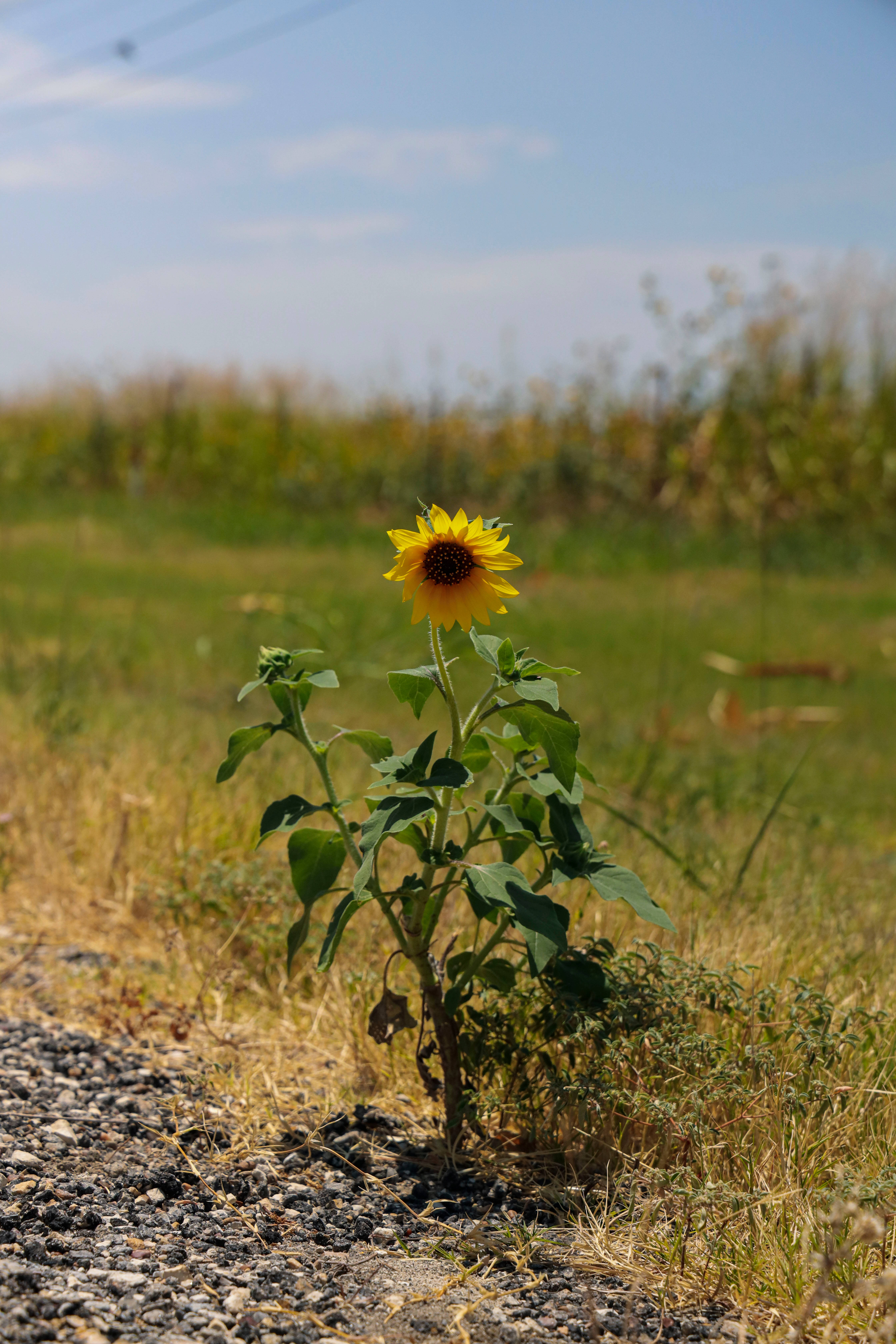 Sunflower Aesthetic 桌布 壁紙 — 一朵鮮豔的向日葵在晴朗藍天下，陽光普照的田野碎石路旁，頑強地綻放。