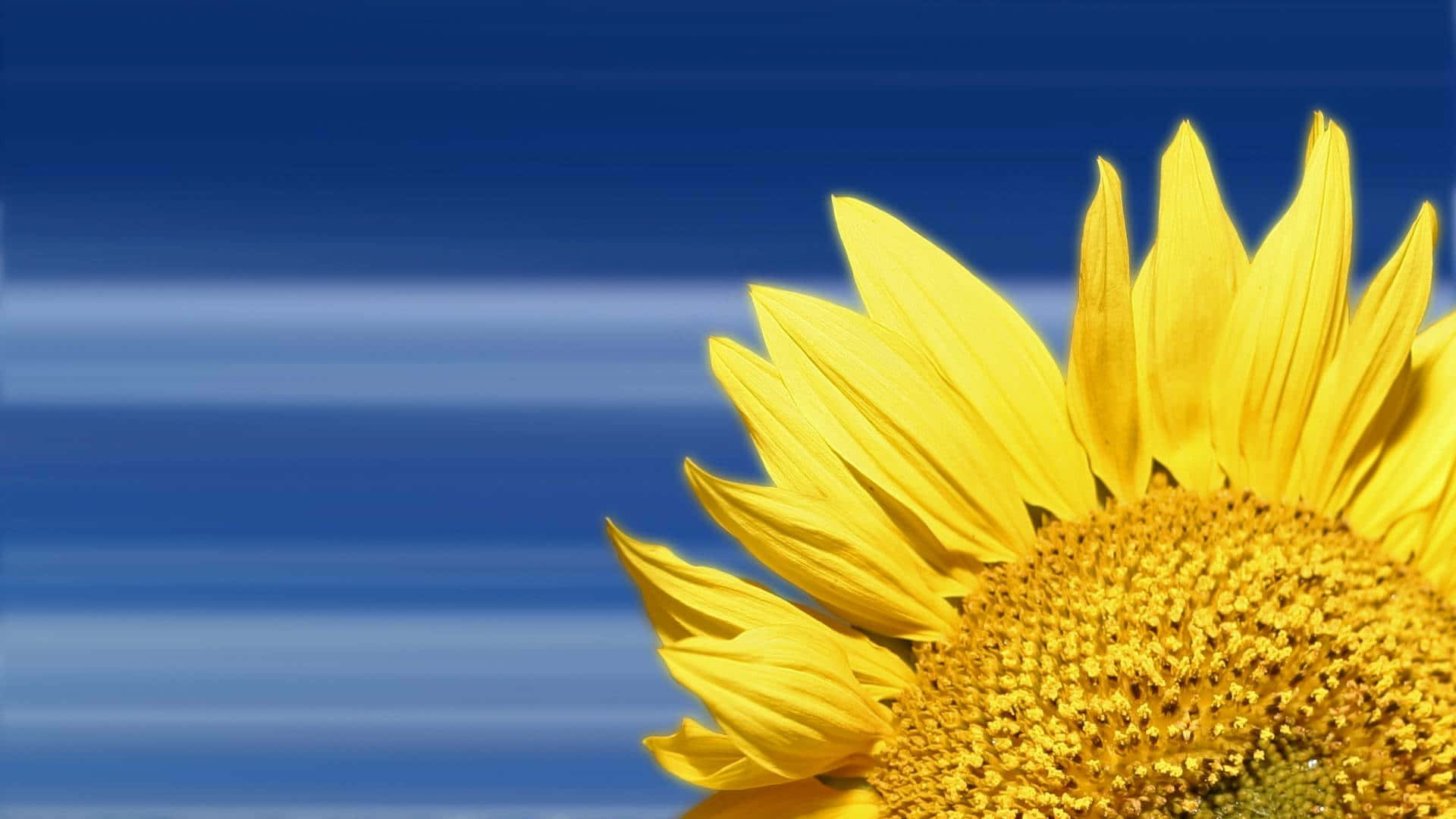 Sunflowers 桌布 壁紙 — 一朵鮮豔的向日葵在模糊的藍天背景下綻放，帶有水平的動態條紋。