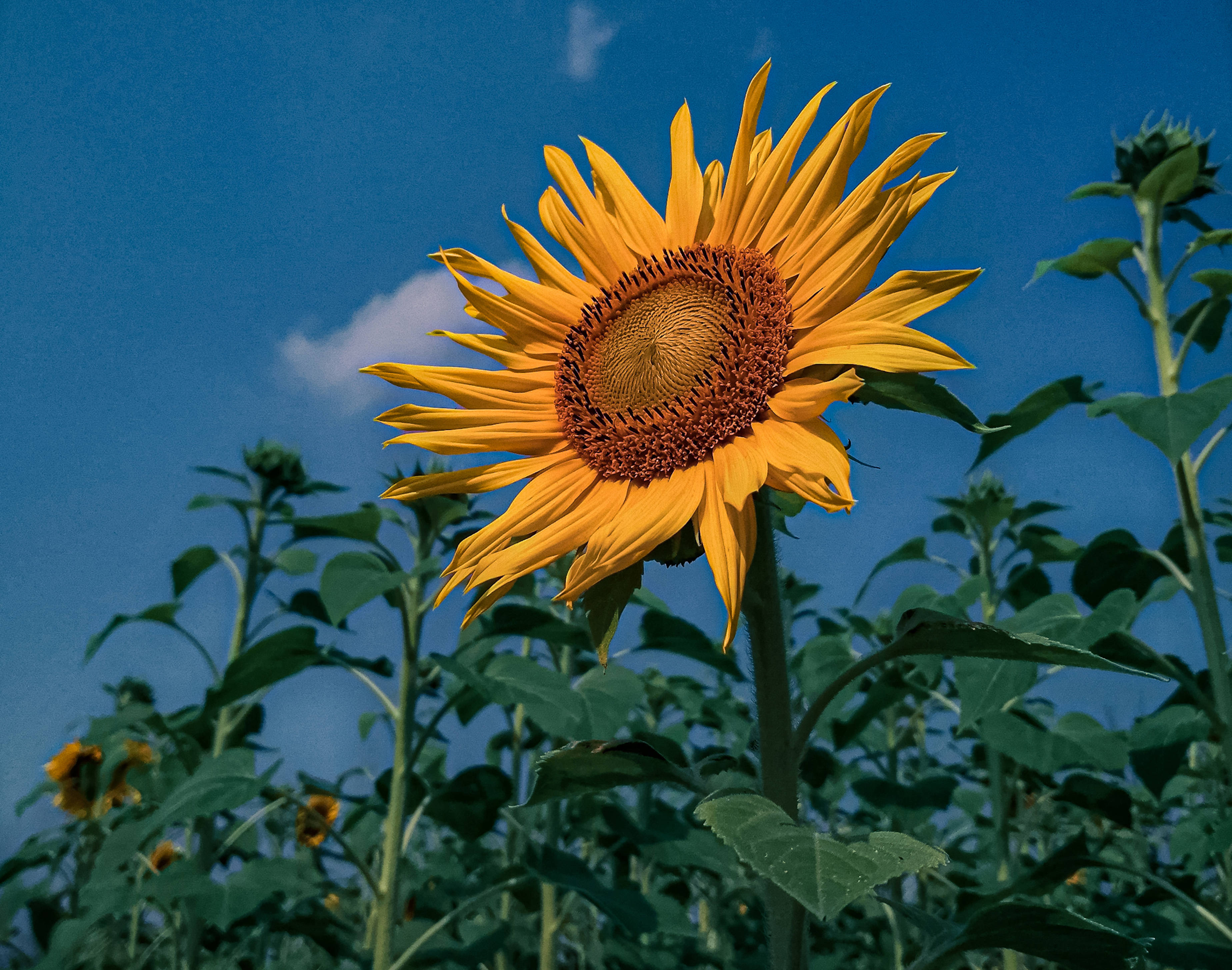 Sunflower Aesthetic 桌布 壁紙 — 一朵鮮豔的向日葵在清澈的藍天、柔軟的白雲和茂盛的綠葉襯托下盛開。