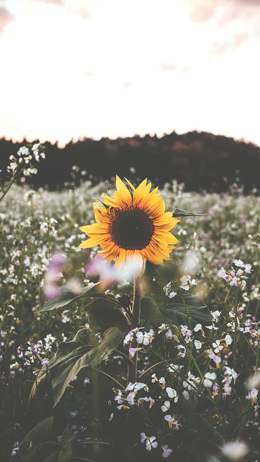 Sunflower Aesthetic iPhone 桌布 壁紙 — 一朵鮮豔的向日葵在白色和紫色野花田中高高聳立，天空柔和金黃。