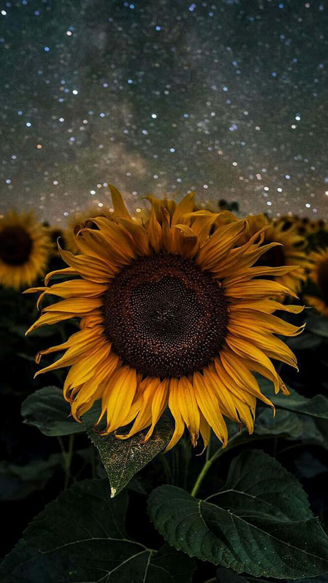 花 桌布 壁紙 — 一朵鮮豔的向日葵在繁星點點的夜空下綻放，銀河在上方閃耀。