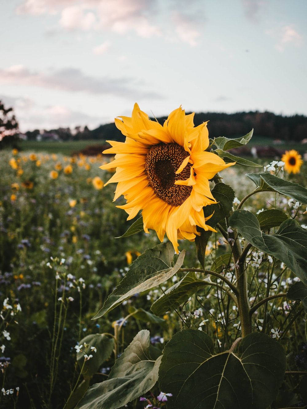 Sunflower And Roses 桌布 壁紙 — 一朵鮮豔的向日葵在野花田裡盛開，背景是柔和的黃昏天空和遠山。