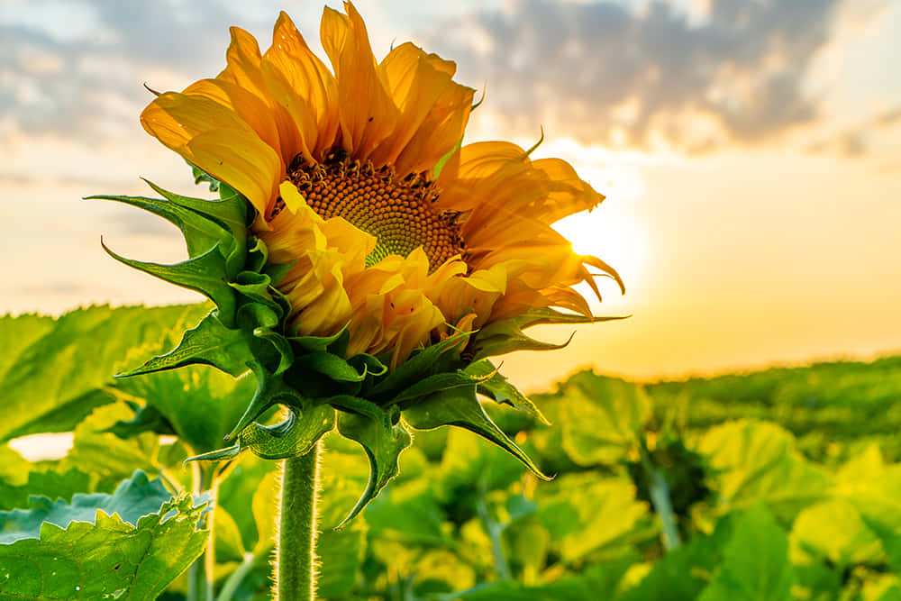 Beautiful Sunflower 桌布 壁紙 — 一朵鮮豔的向日葵在金色日落時分的田野中盛開，溫暖的光線從背後照亮其花瓣。