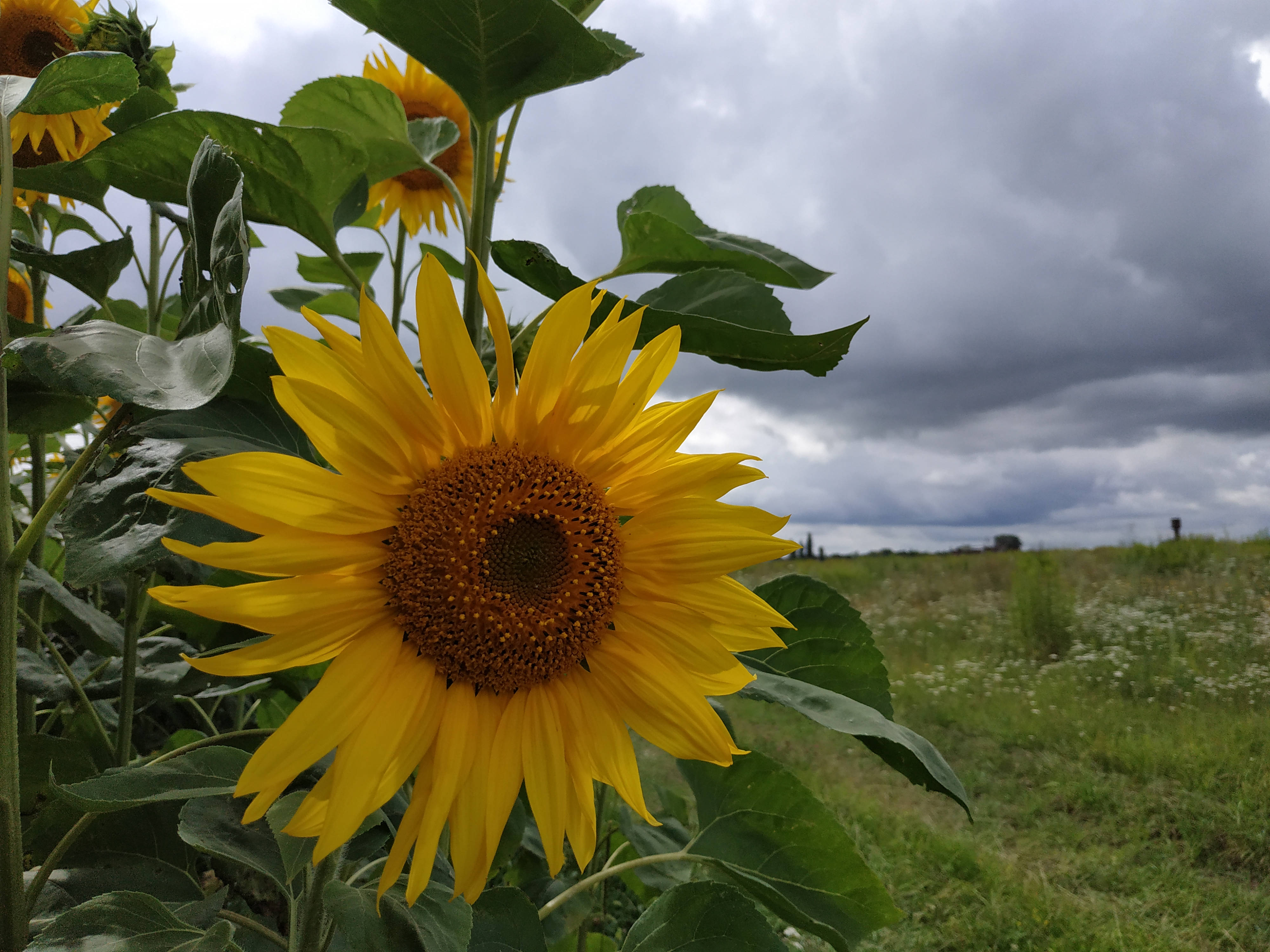 Sunflower Aesthetic 桌布 壁紙 — 一朵鮮豔的向日葵在陰沉灰暗的天空下，於茂盛的綠色田野中燦爛盛開。