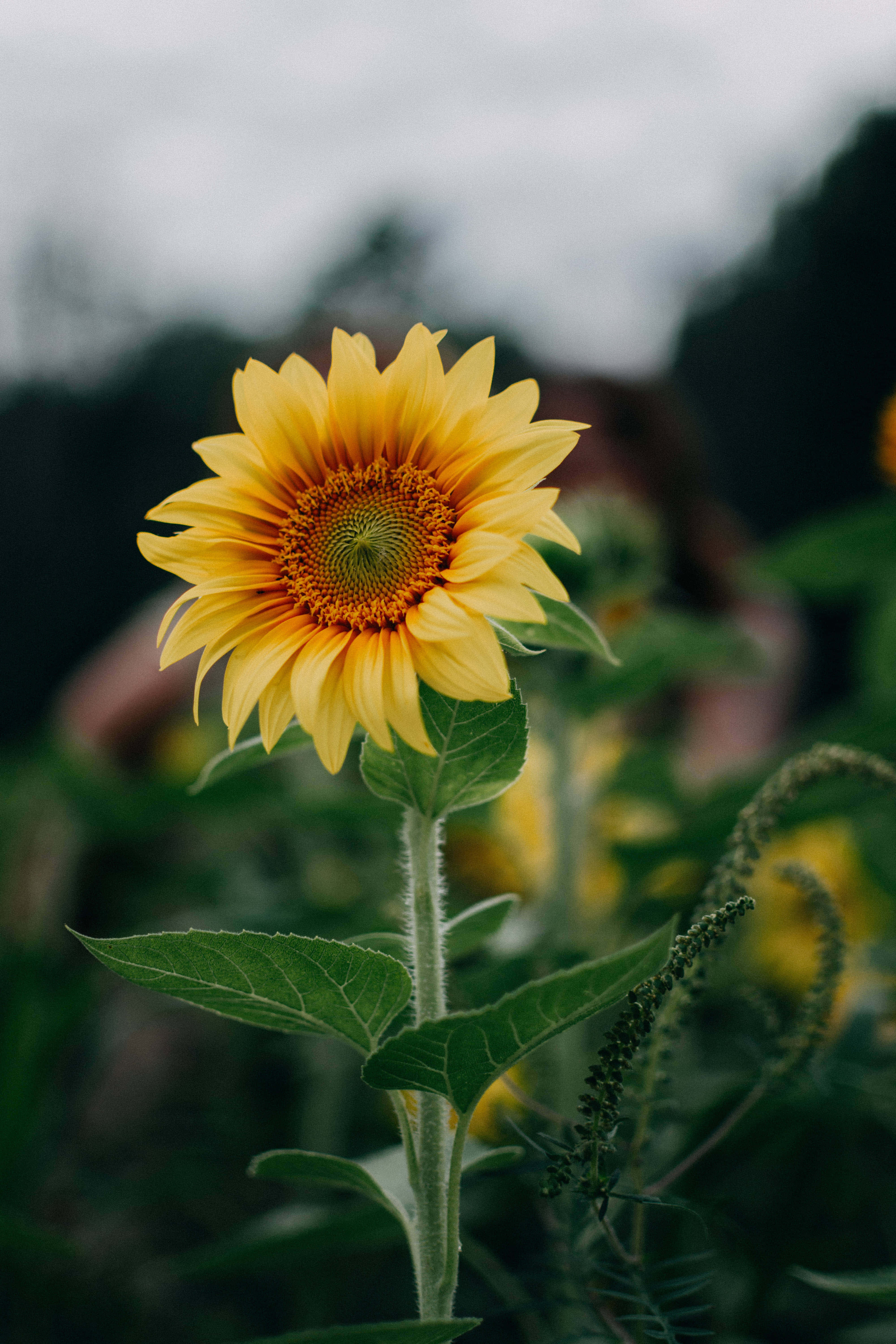Yellow Sunflower Aesthetic 桌布 壁紙 — 一朵鮮豔的向日葵高高聳立，擁有明亮的黃色花瓣和紋理中心，背景是柔和模糊的綠色和灰色。
