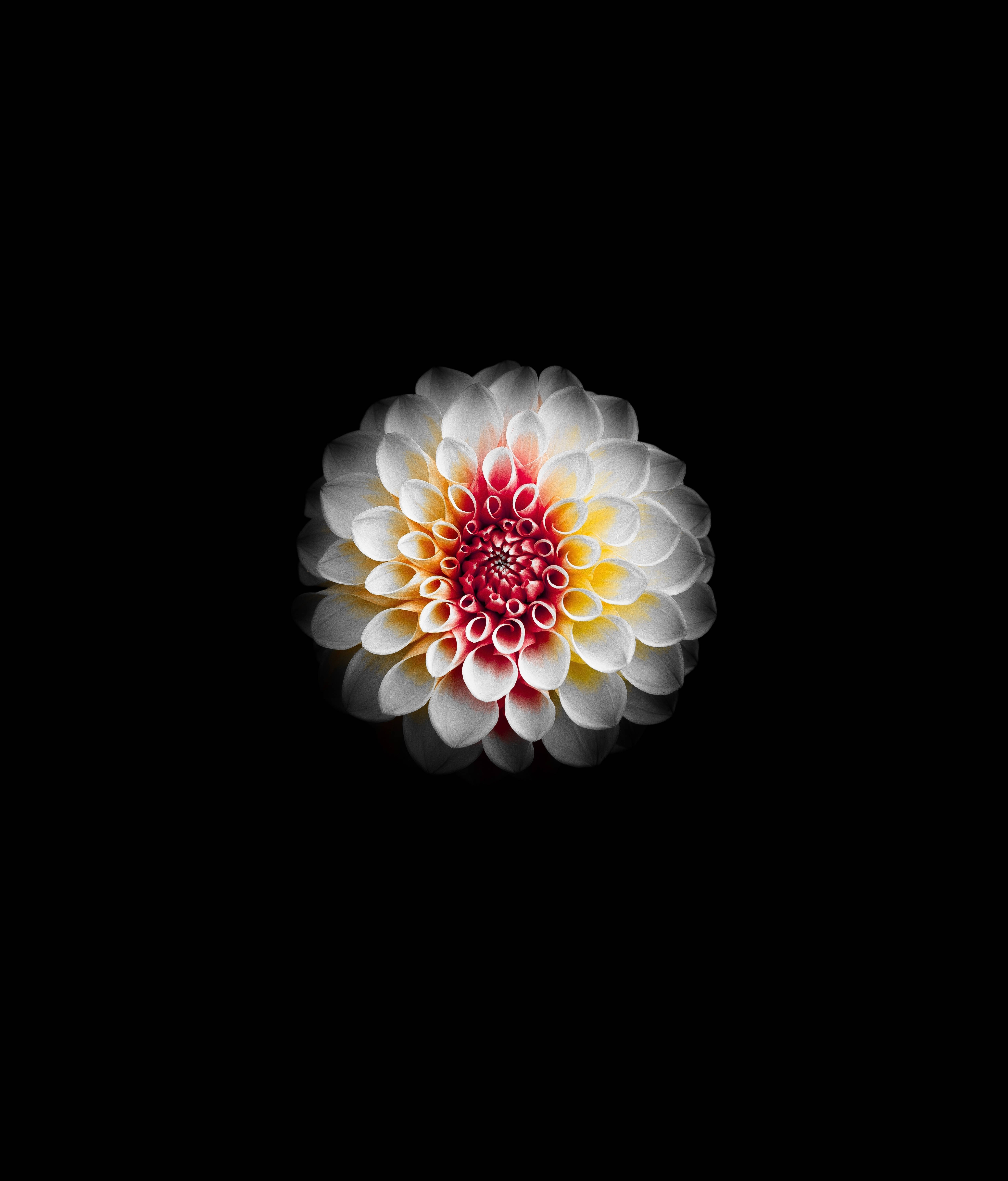Dahlia 桌布 壁紙 — 一朵鮮豔的大麗花，白色花瓣，火紅黃色的中心，在純黑色背景下閃耀。