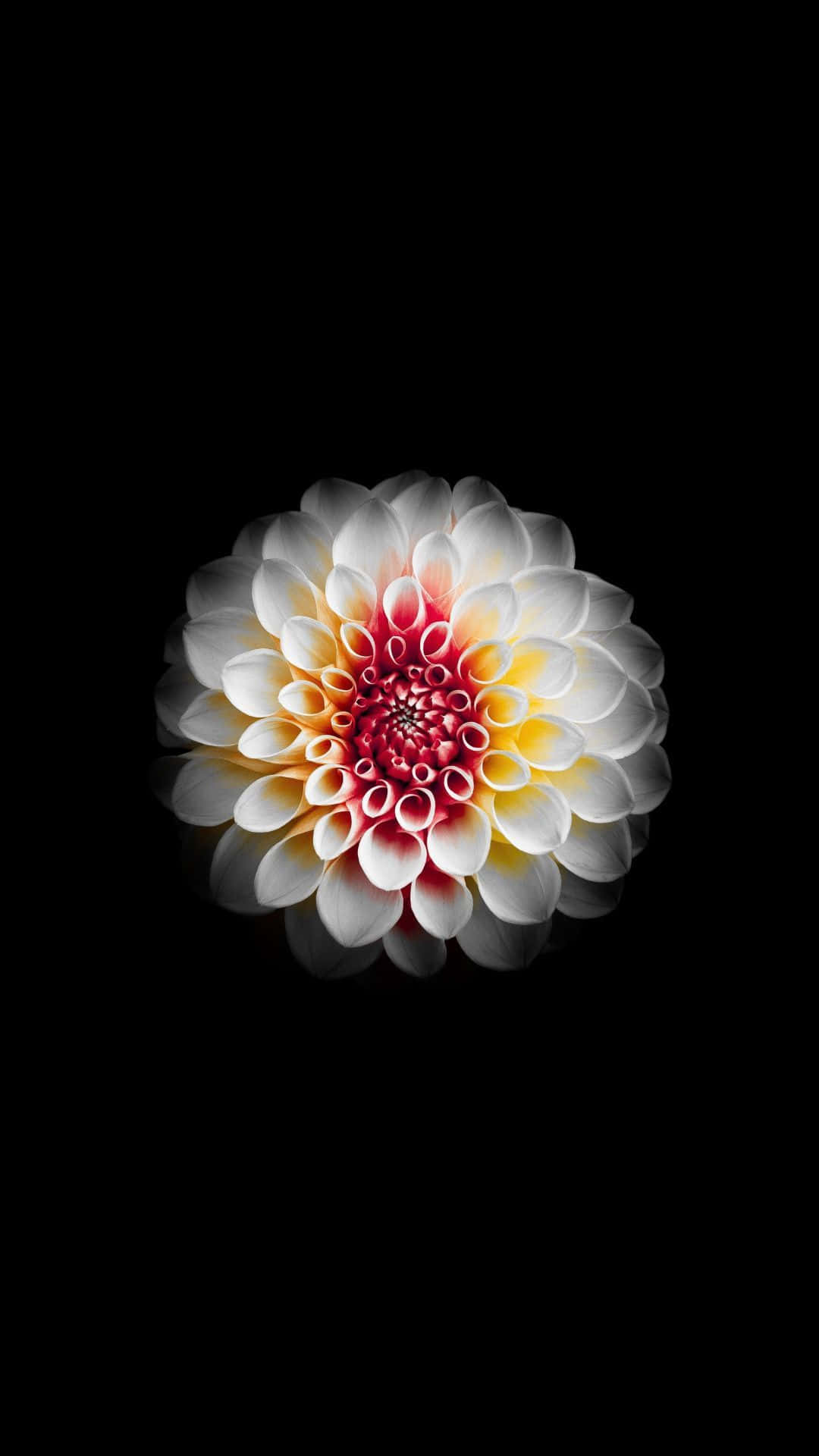 Floral Phone 桌布 壁紙 — 一朵鮮豔的大麗花，白色花瓣逐漸褪色為黃色和紅色的中心花朵，襯托在純黑色背景上。