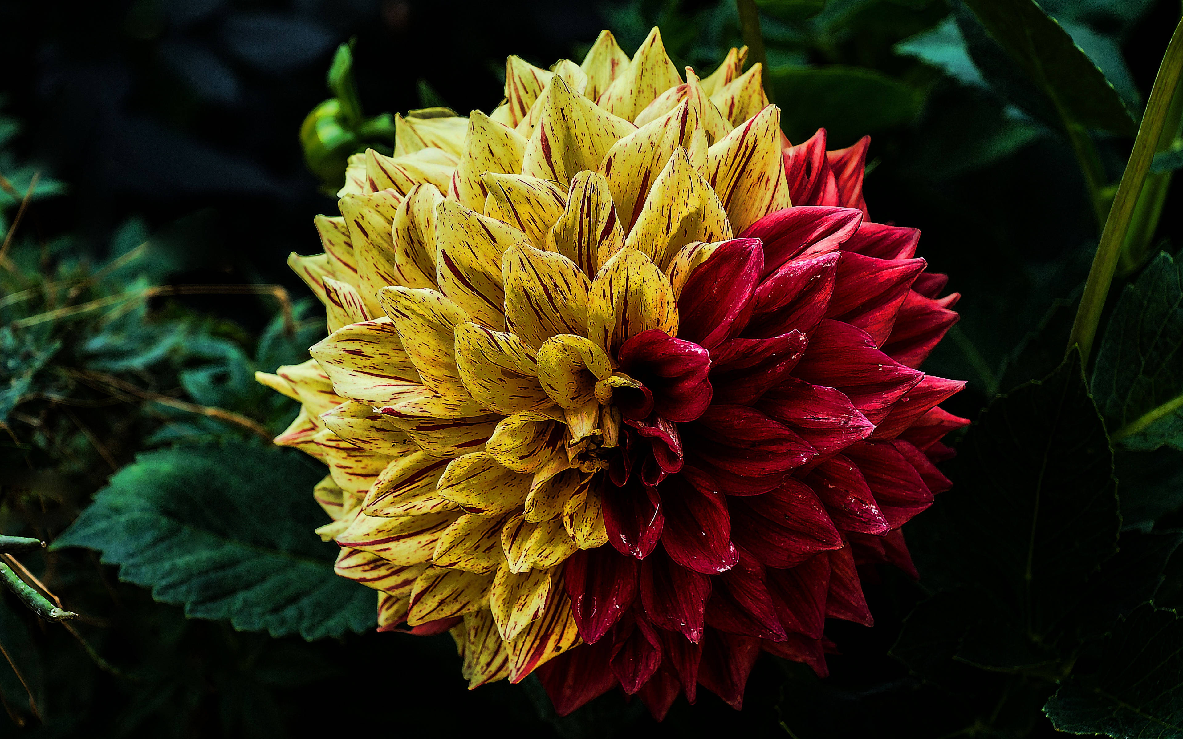 花 桌布 壁紙 — 一朵鮮豔的大麗花，黃色花瓣帶紅色條紋，深紅色花心，在深綠色葉子襯托下盛開。