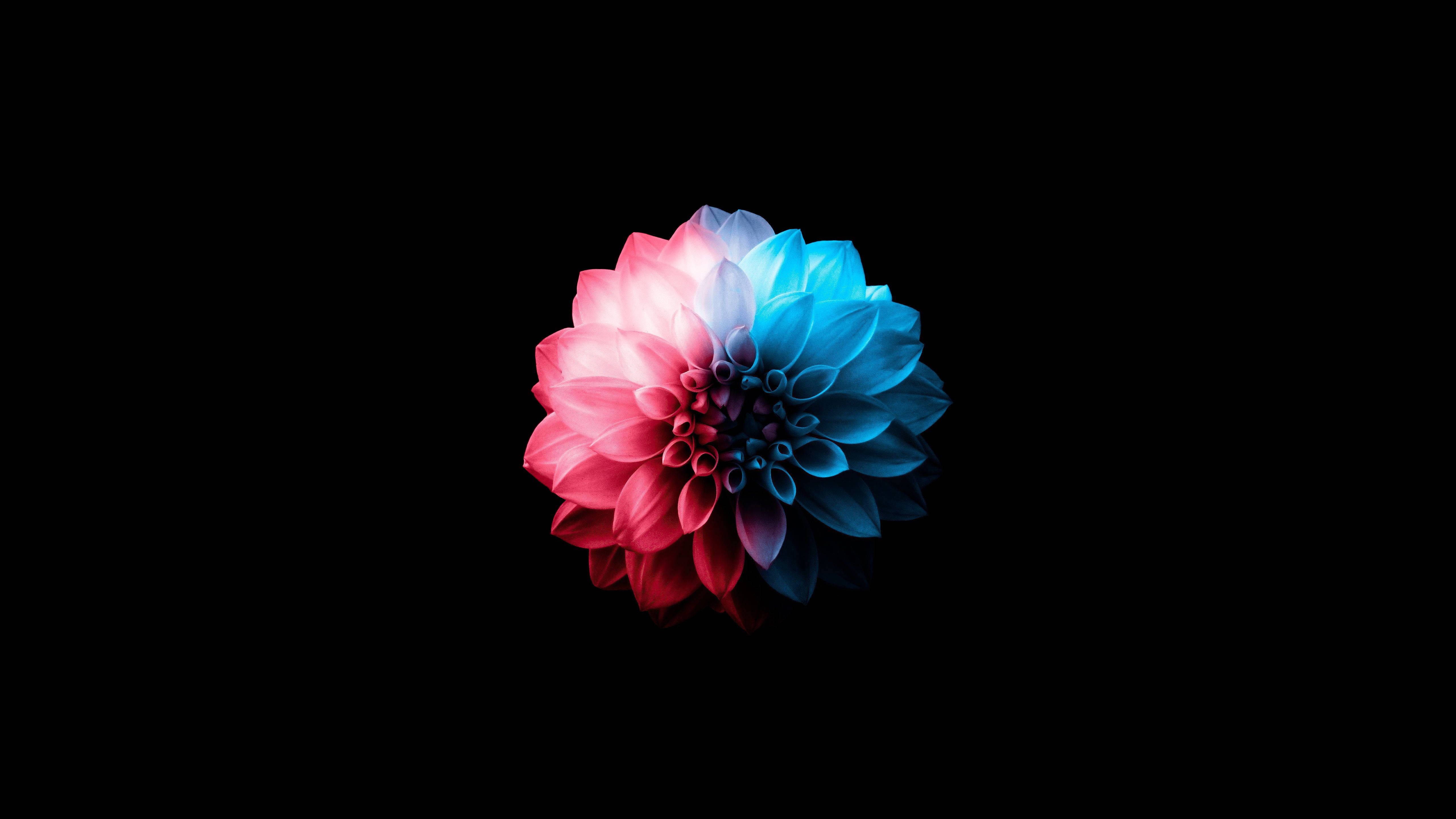 OLED 4K 桌布 壁紙 — 一朵鮮豔的大麗花在純黑背景下散發出粉紅和藍色調。