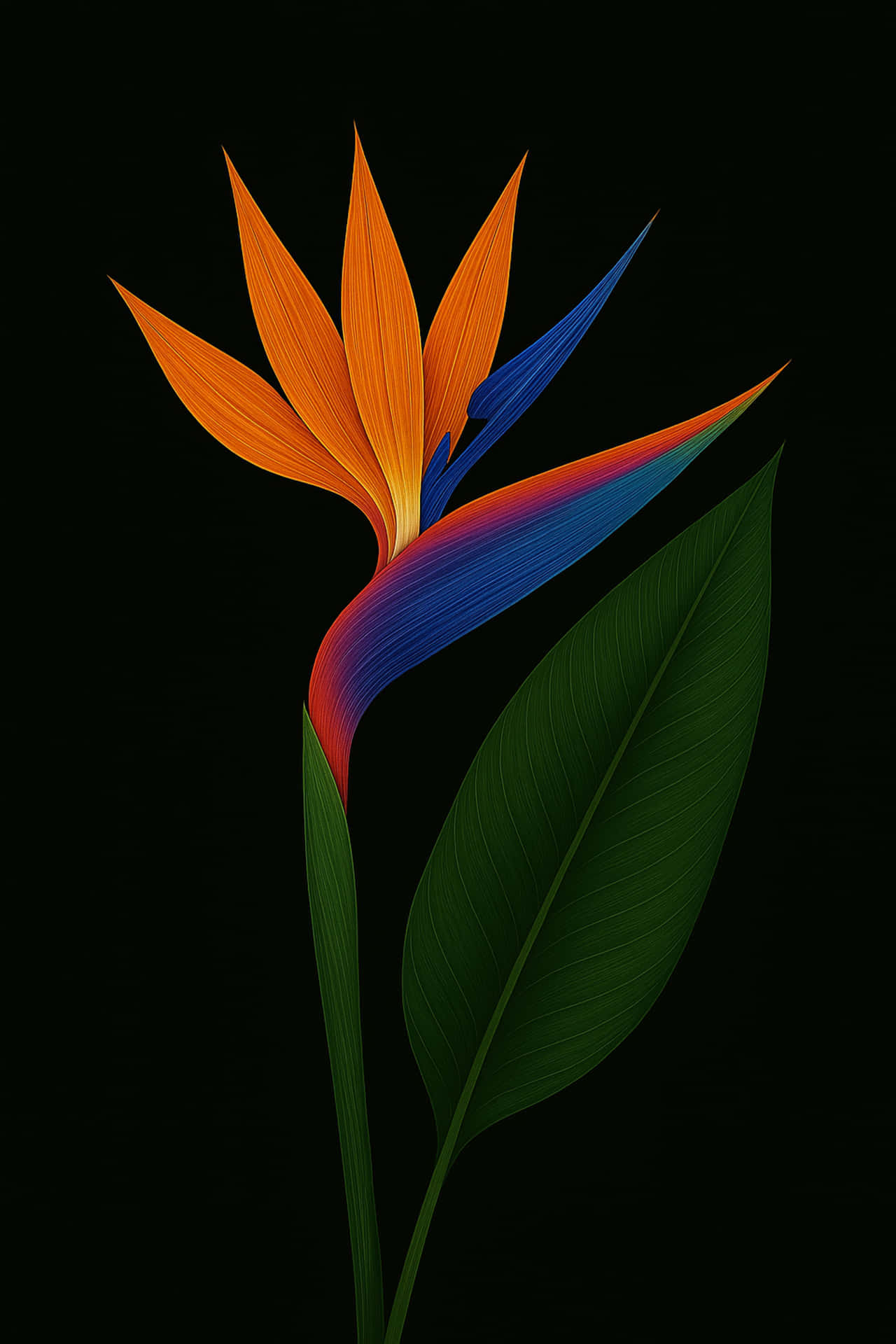 Strelitzia reginae 壁紙 — 一朵鮮豔的天堂鳥花，帶有火橙色和電光藍色的花瓣，在純黑色背景前，伴隨著兩片深綠色的葉子。