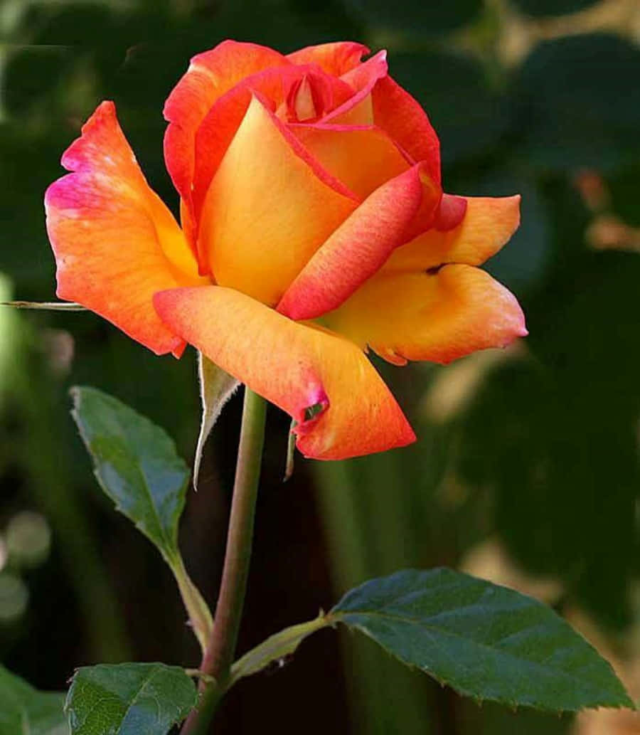 Beautiful Rose 桌布 壁紙 — 一朵鮮豔的橙紅色玫瑰盛開，層層花瓣在柔和模糊的綠色葉子背景下綻放。