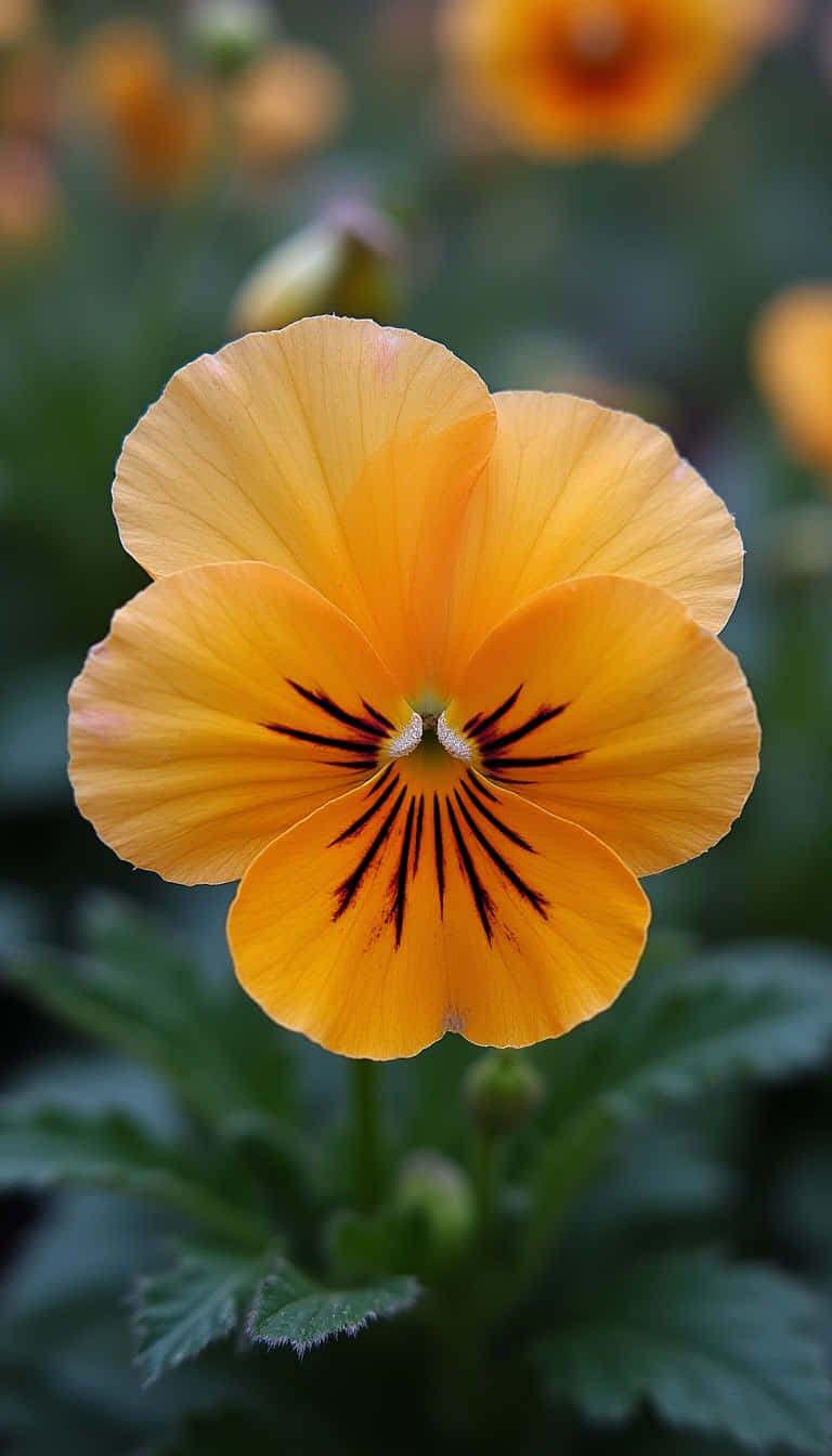 Flower 壁紙 — 一朵鮮豔的橙色三色堇，中心有深紫色條紋，在柔和模糊的綠色和橙色背景上盛開。