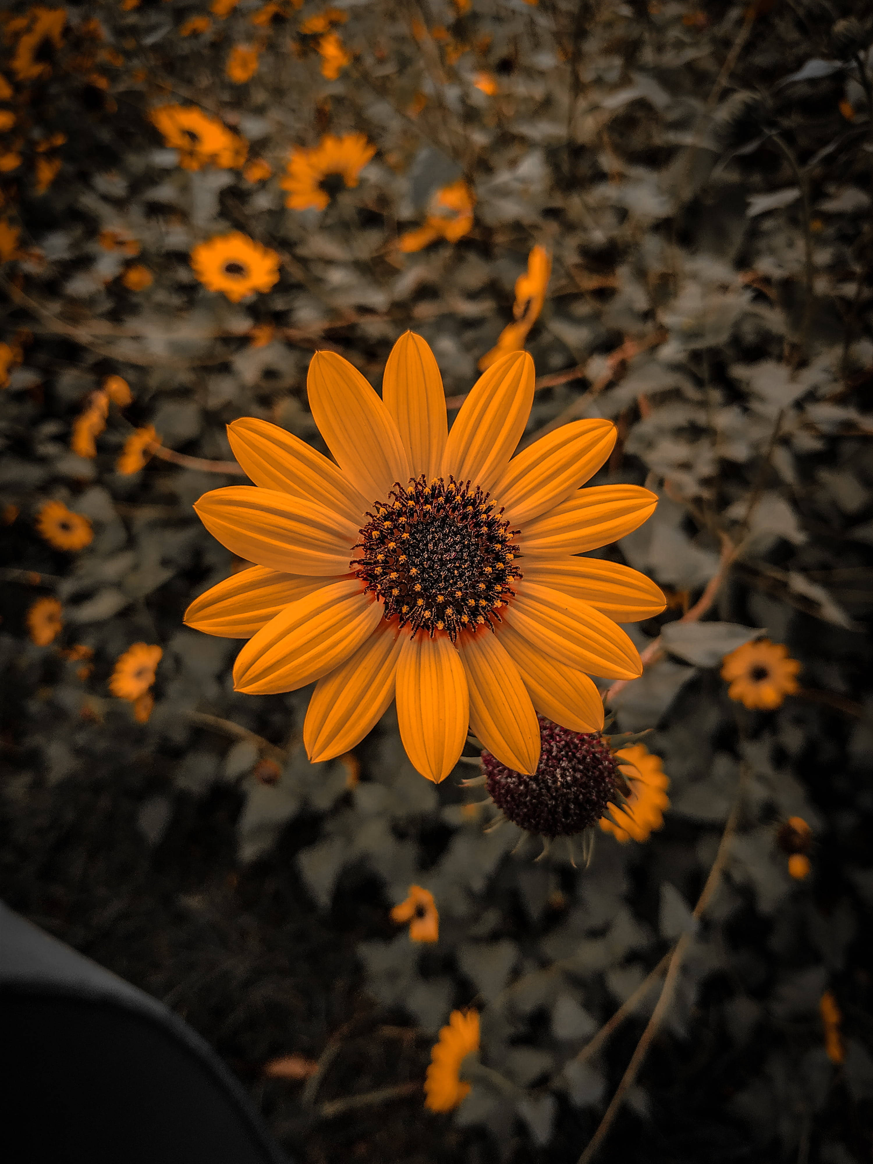 Sunflower Aesthetic 桌布 壁紙 — 一朵鮮豔的橙色向日葵在柔和模糊的同類花朵和深色葉子田野中，以銳利的焦點盛開。