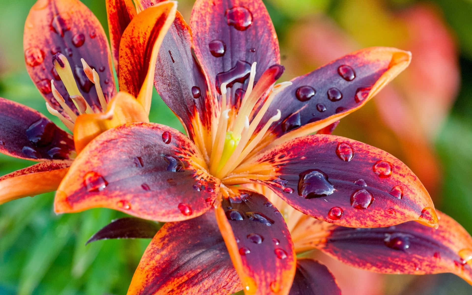 lily 桌布 壁紙 — 一朵鮮豔的橙色和深紅色百合，花瓣上閃爍著水珠，襯托著柔和的綠色背景。