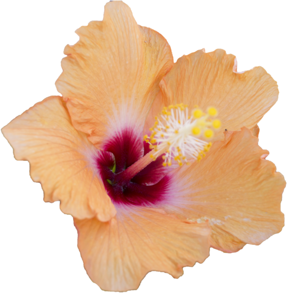 Clip Art 桌布 壁紙 — 一朵鮮豔的橙色木芙蓉花，帶有深洋紅色花心和黃色雄蕊，在純黑色背景上盛開。