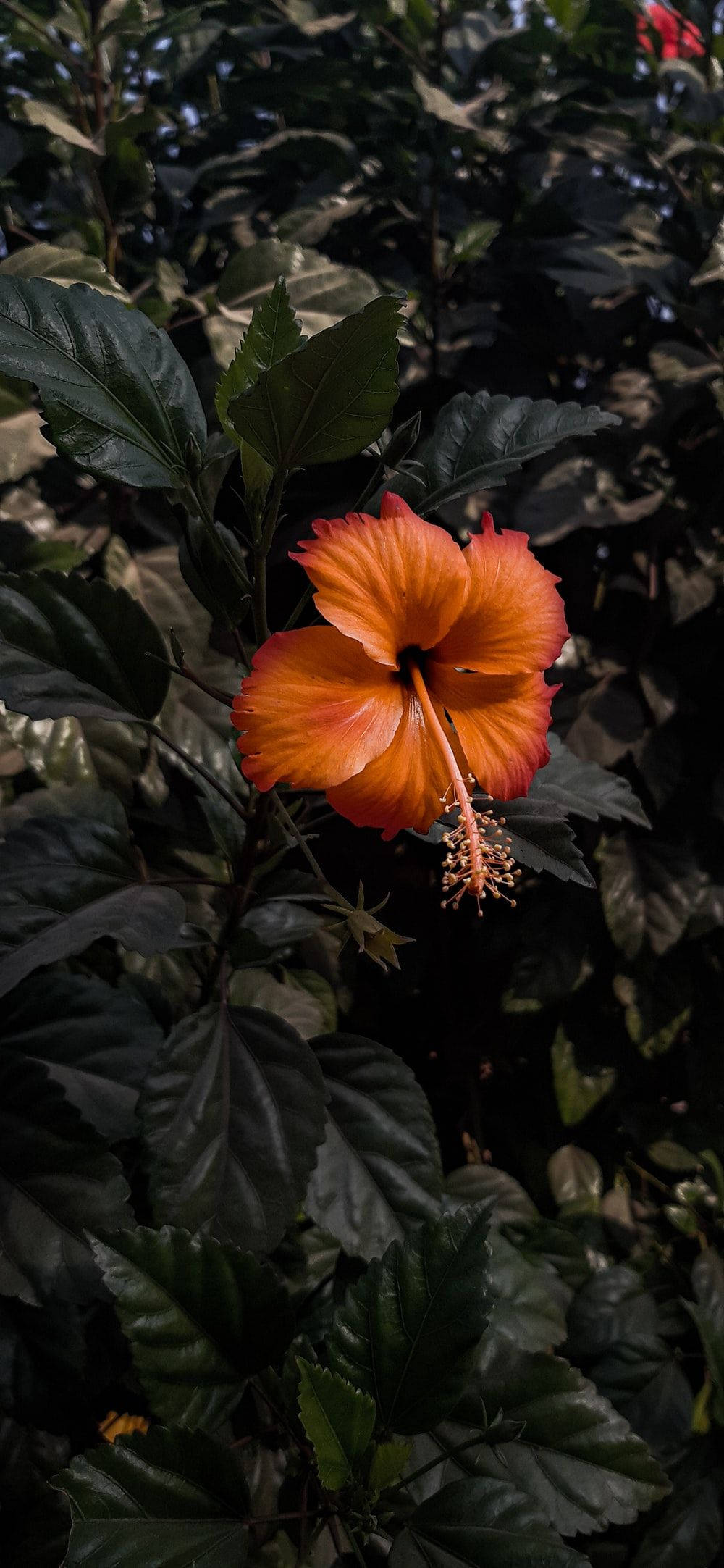 Hibiscus 桌布 壁紙 — 一朵鮮豔的橙色木芙蓉花在柔和自然光下，以深綠色葉子為背景盛開。