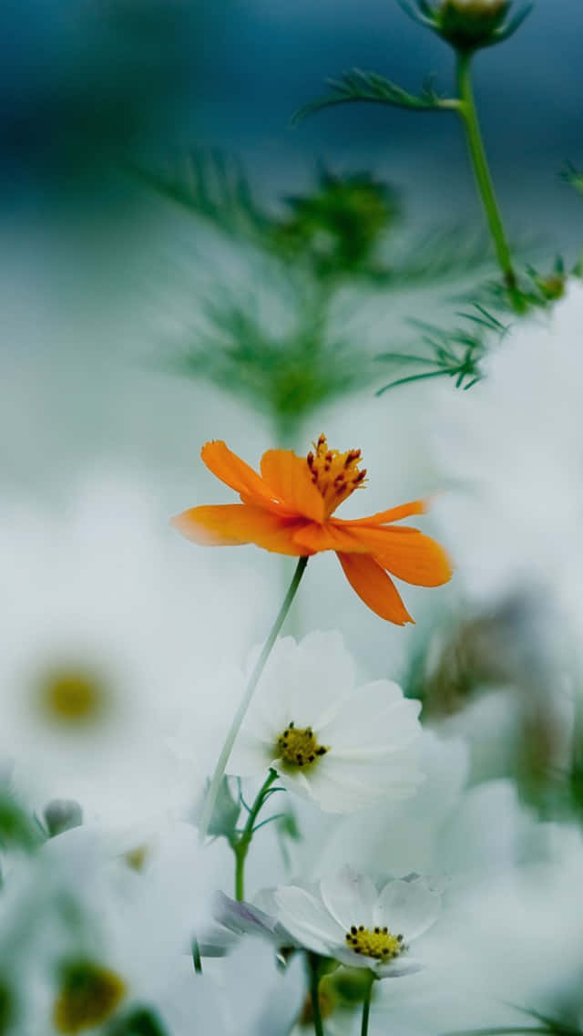 花 桌布 壁紙 — 一朵鮮豔的橙色波斯菊在冷藍光下，於白色花朵和綠色莖稈的柔和模糊背景中脫穎而出。