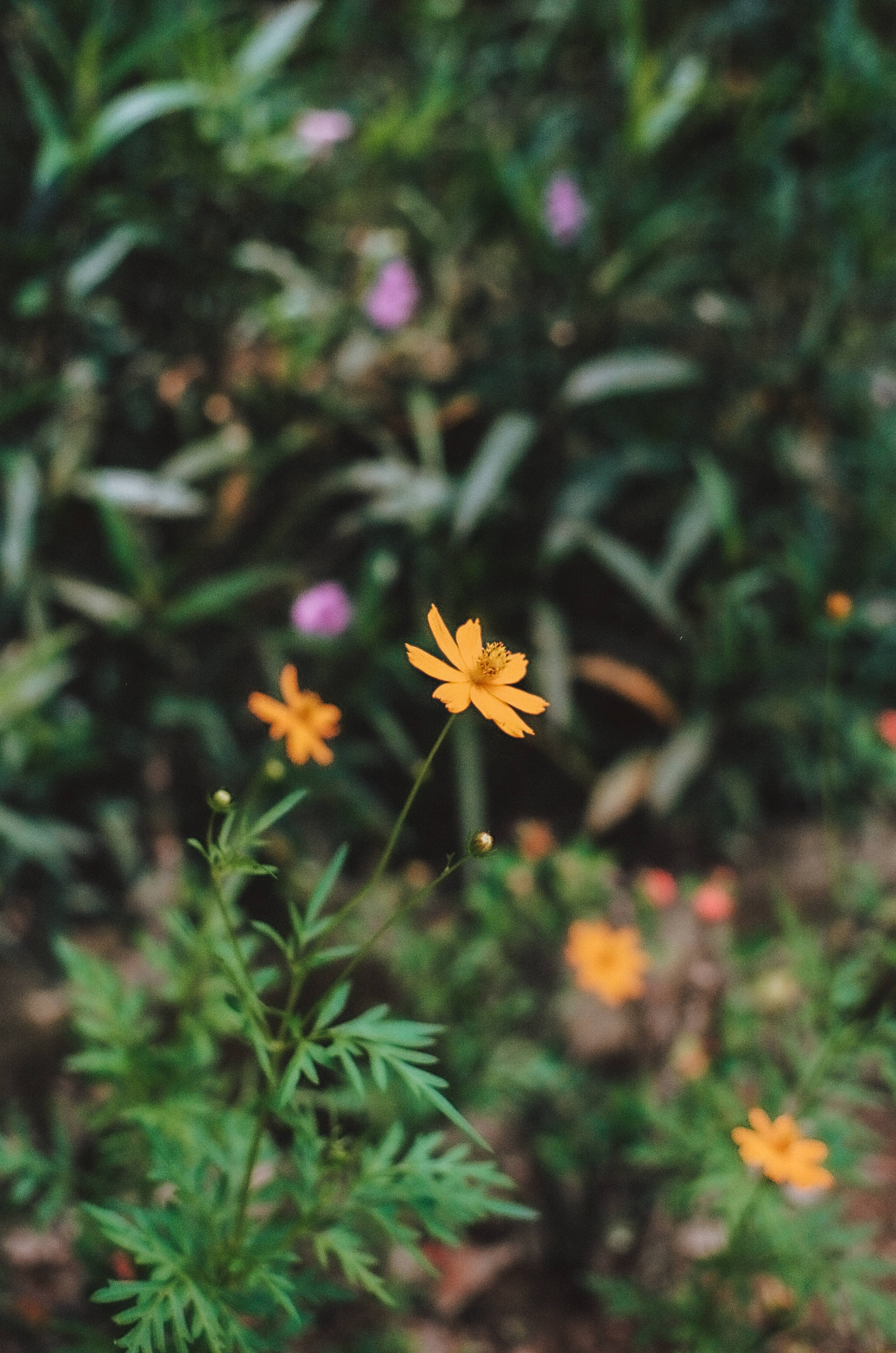 雛菊 iPhone 桌布 壁紙 — 一朵鮮豔的橙色波斯菊在柔和模糊的綠色花園背景下清晰對焦，背景中隱約可見粉紅色的花朵。