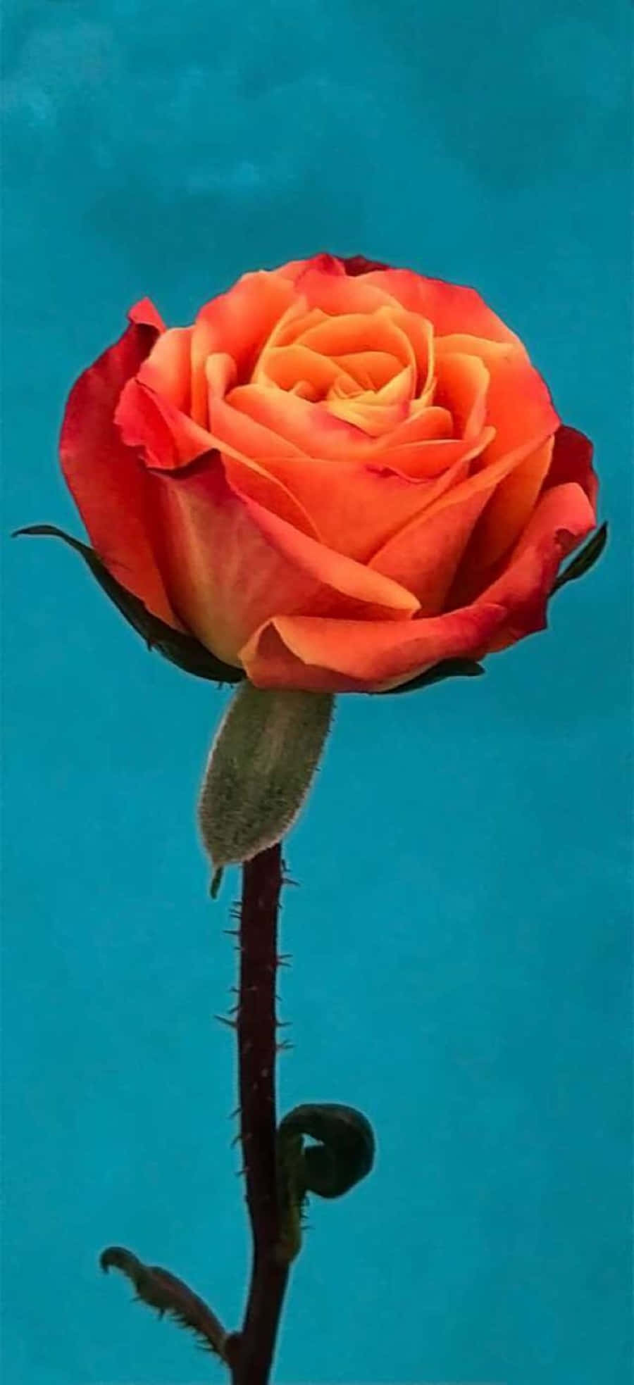 Abstract Rose 桌布 壁紙 — 一朵鮮豔的橙色玫瑰，帶有漸變中心，在純青色背景上綻放。