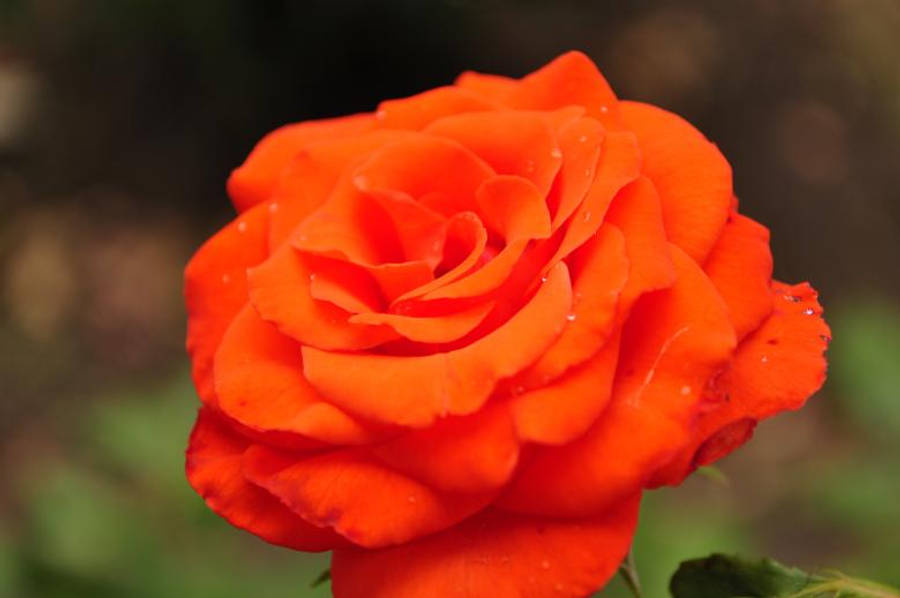 love rose HD 桌布 壁紙 — 一朵鮮豔的橙色玫瑰，帶有露珠，在柔焦中閃閃發光，背景是模糊的綠色和棕色花園。