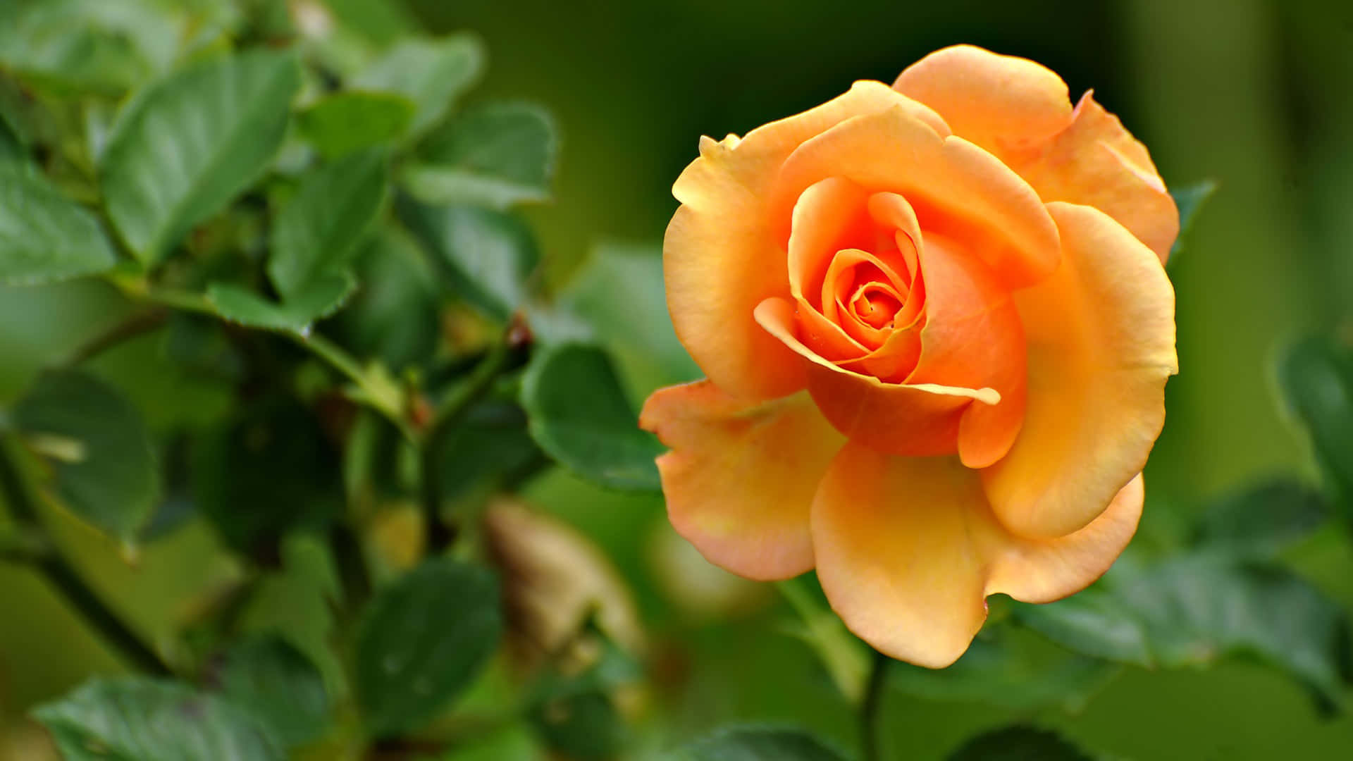Rose Flower 桌布 壁紙 — 一朵鮮豔的橙色玫瑰在柔和的綠色葉子背景下，在特寫鏡頭中 delicately 綻放。