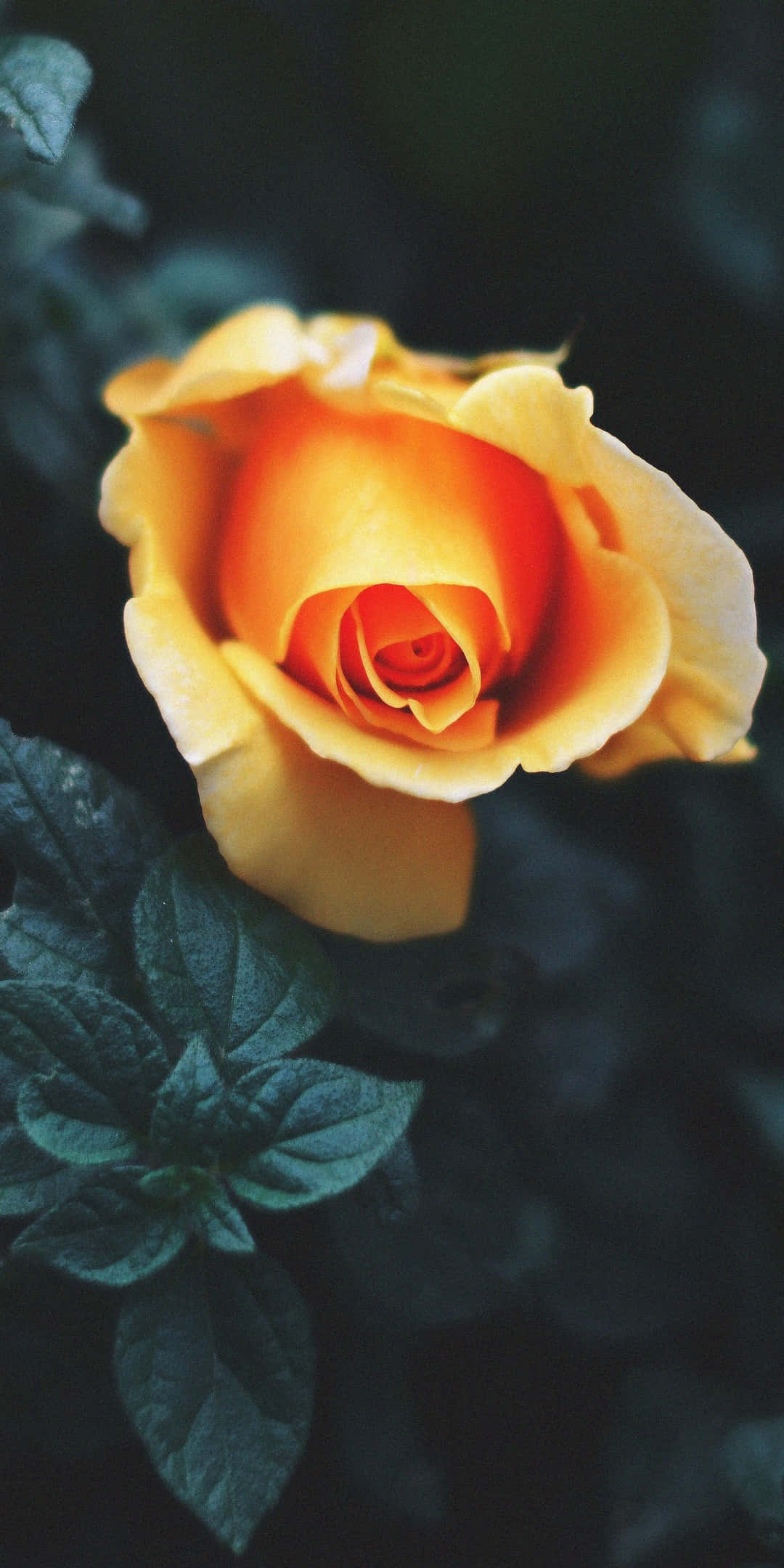 Pixel 3 Roses 桌布 壁紙 — 一朵鮮豔的橙色玫瑰在黑暗模糊的背景和茂密的綠葉中柔和地綻放。