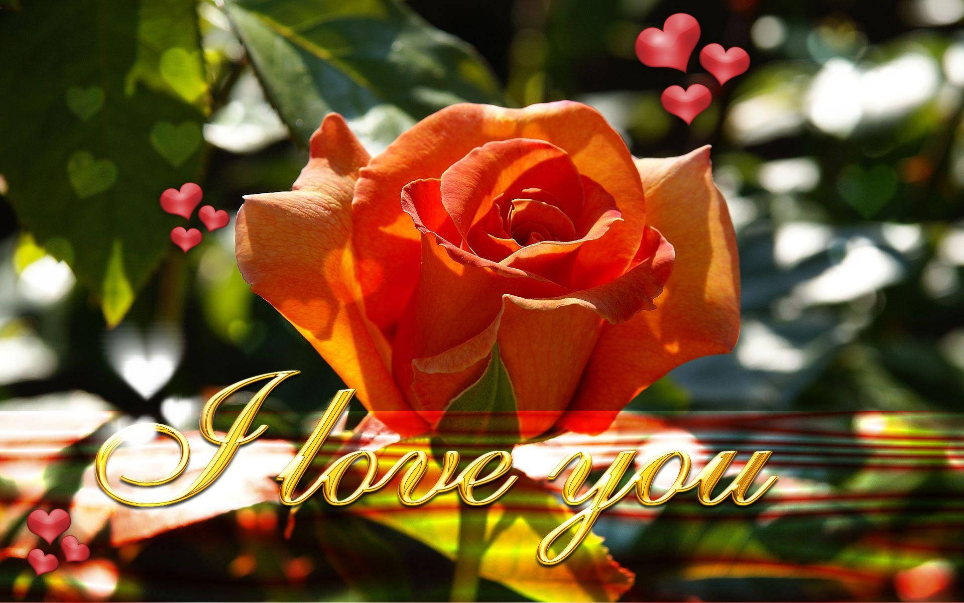 Roses 桌布 壁紙 — 一朵鮮豔的橙色玫瑰沐浴在陽光中，帶有漂浮的粉紅色心形和金色的「我愛你」文字。