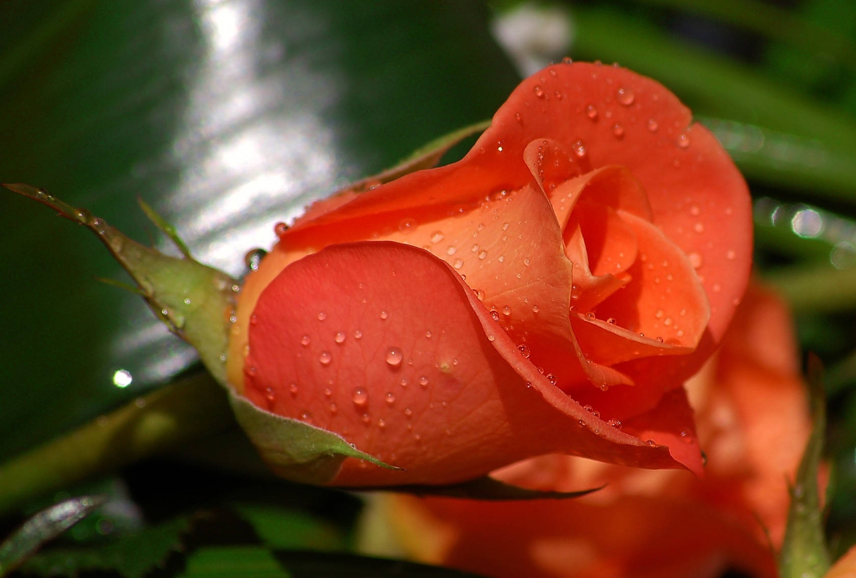 Rose Flower 桌布 壁紙 — 一朵鮮豔的橙色玫瑰花蕾在模糊的綠色樹葉背景上閃爍著露珠。