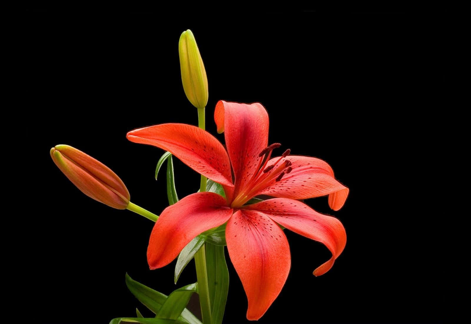 lily 桌布 壁紙 — 一朵鮮豔的橙色百合在純黑背景上盛開，旁邊有兩個未開的花蕾。