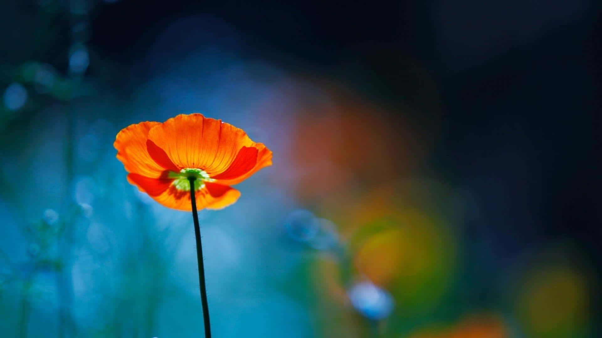 Poppy 桌布 壁紙 — 一朵鮮豔的橙色罌粟花在夢幻般的藍色和綠色散景背景中高高聳立。